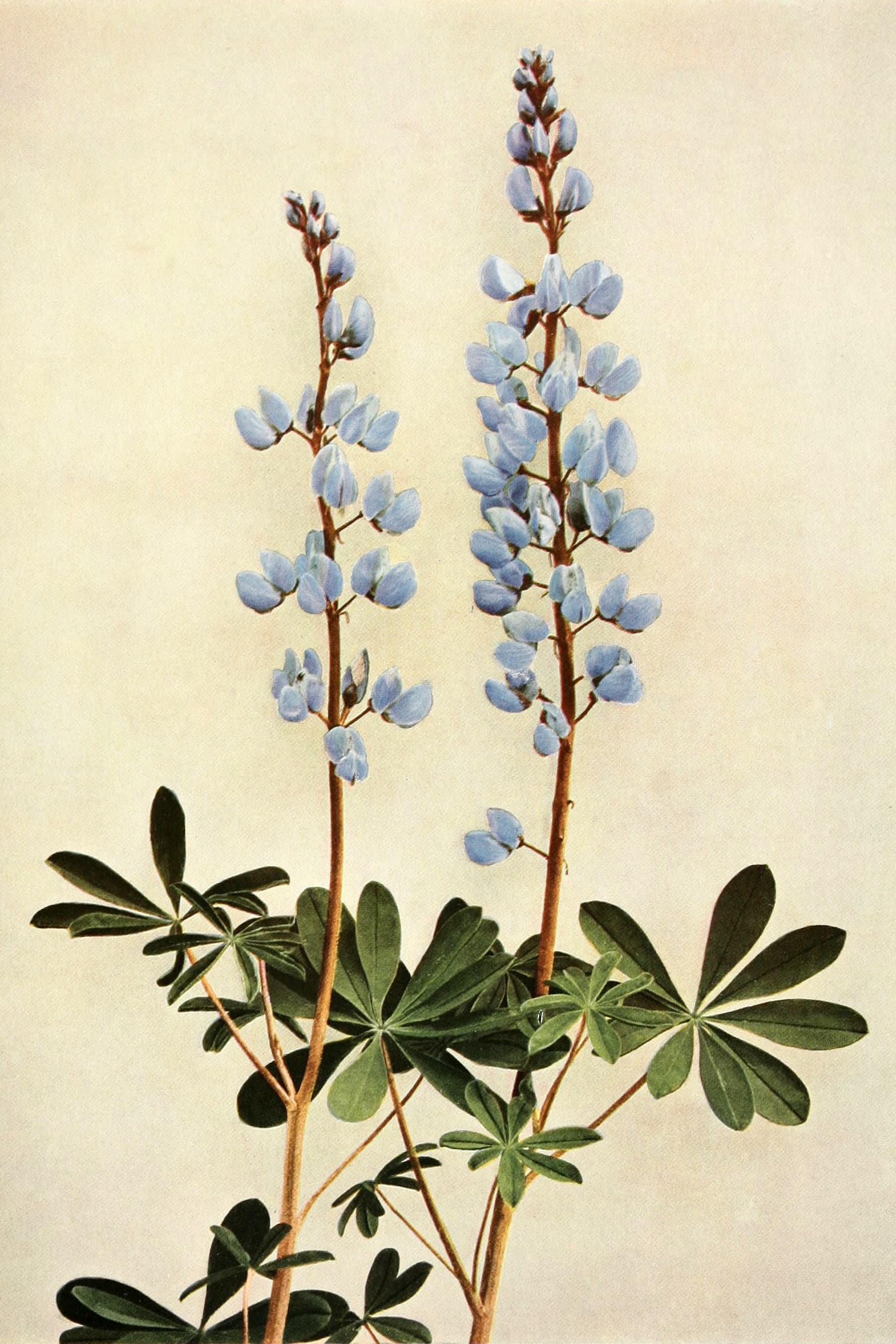 Illustration of Sundial Lupine