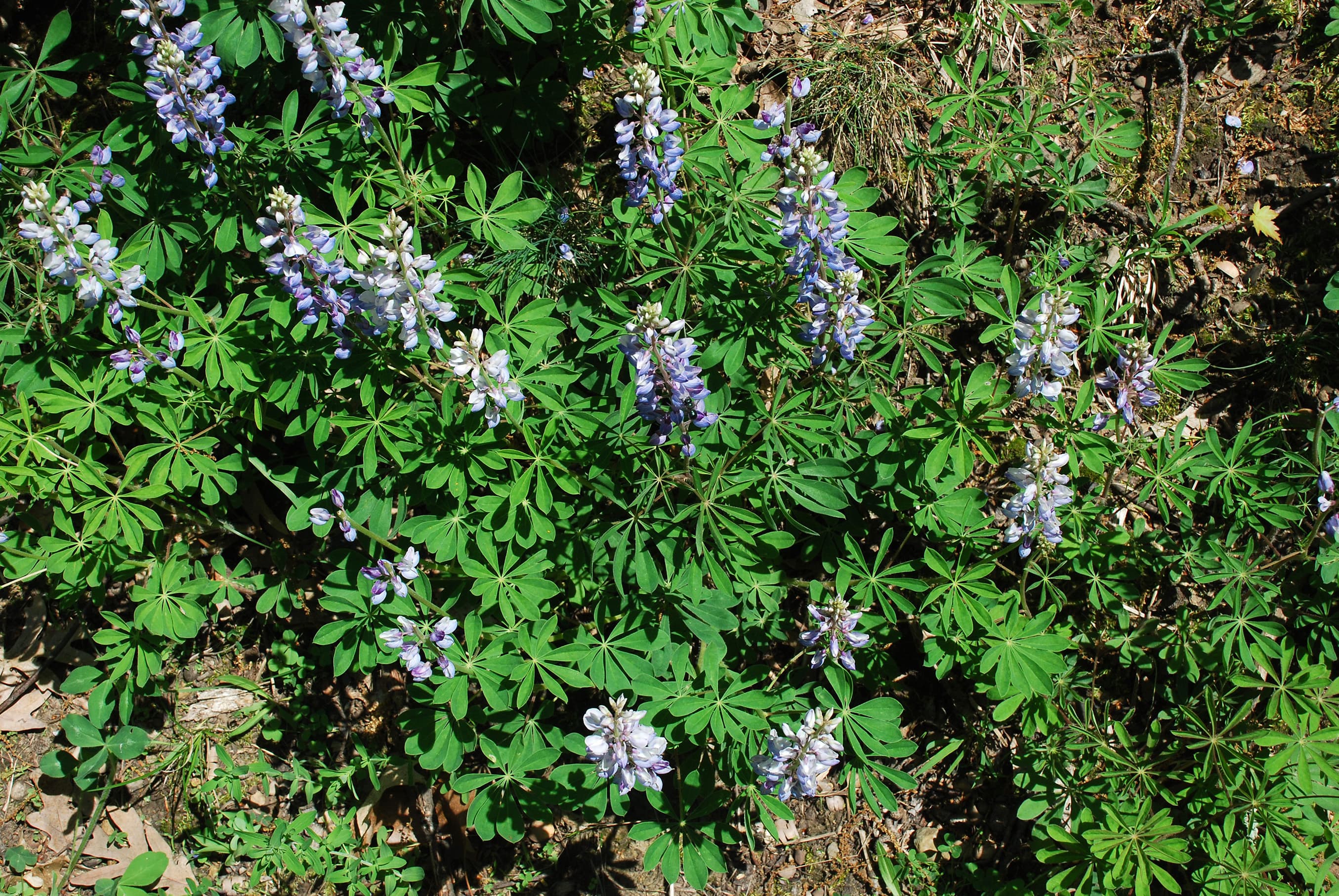 Gallery, Sundial Lupine