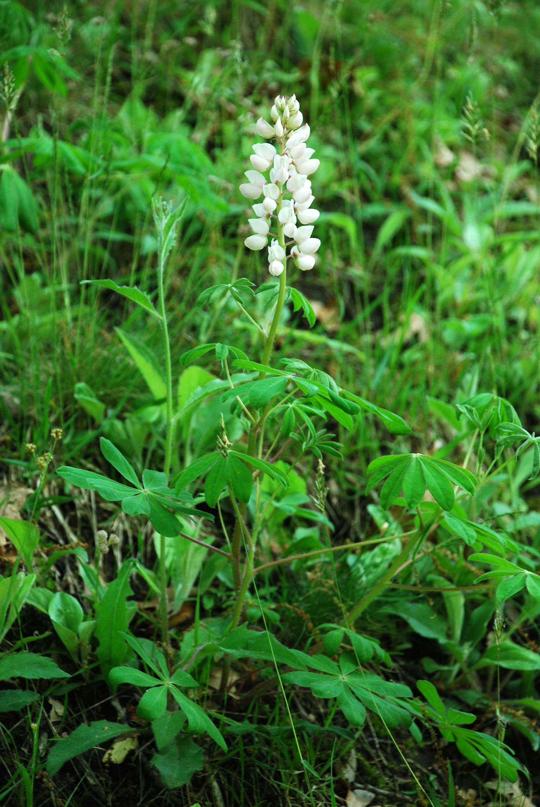 Bloom, Sundial Lupine