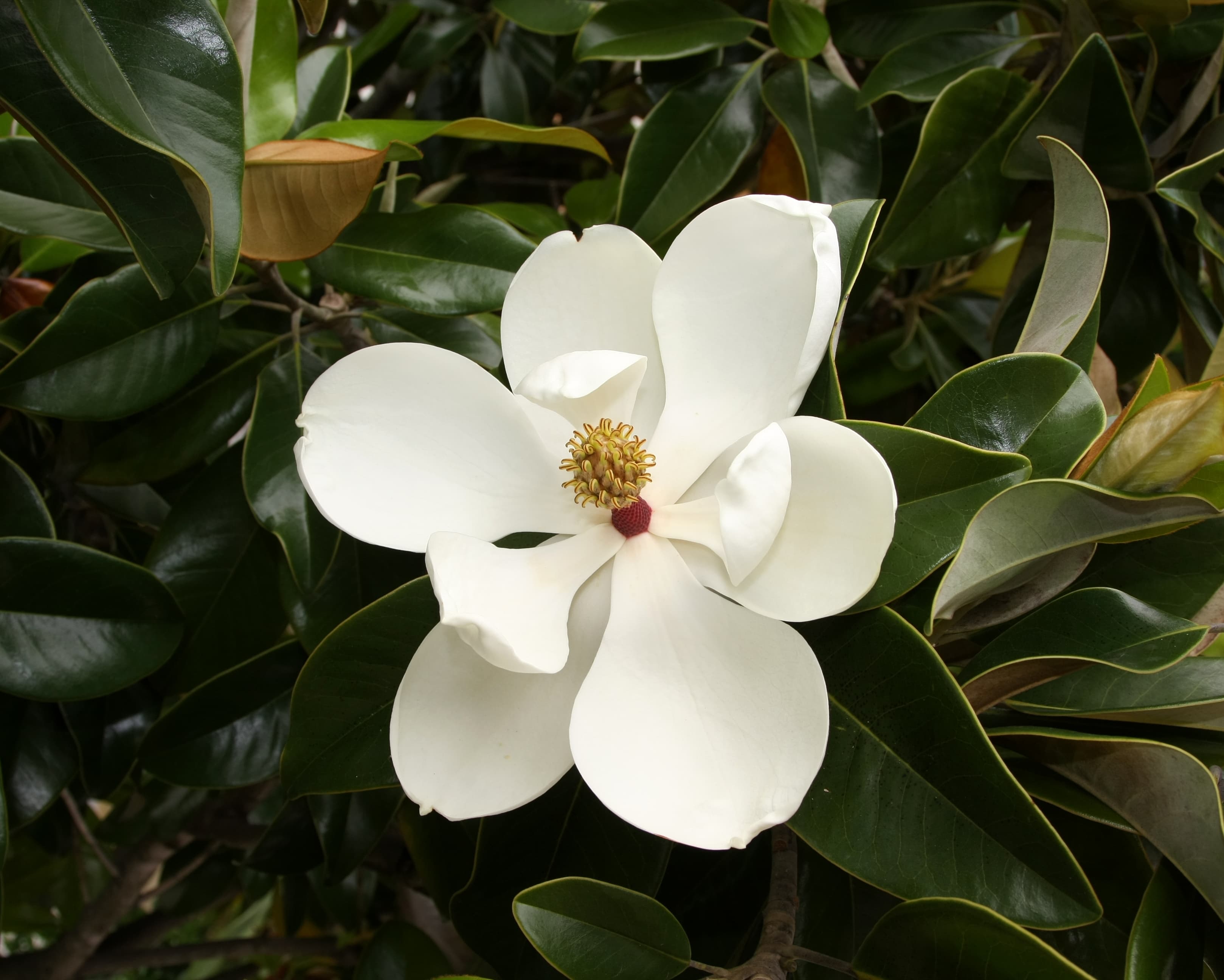 Gallery, Southern Magnolia