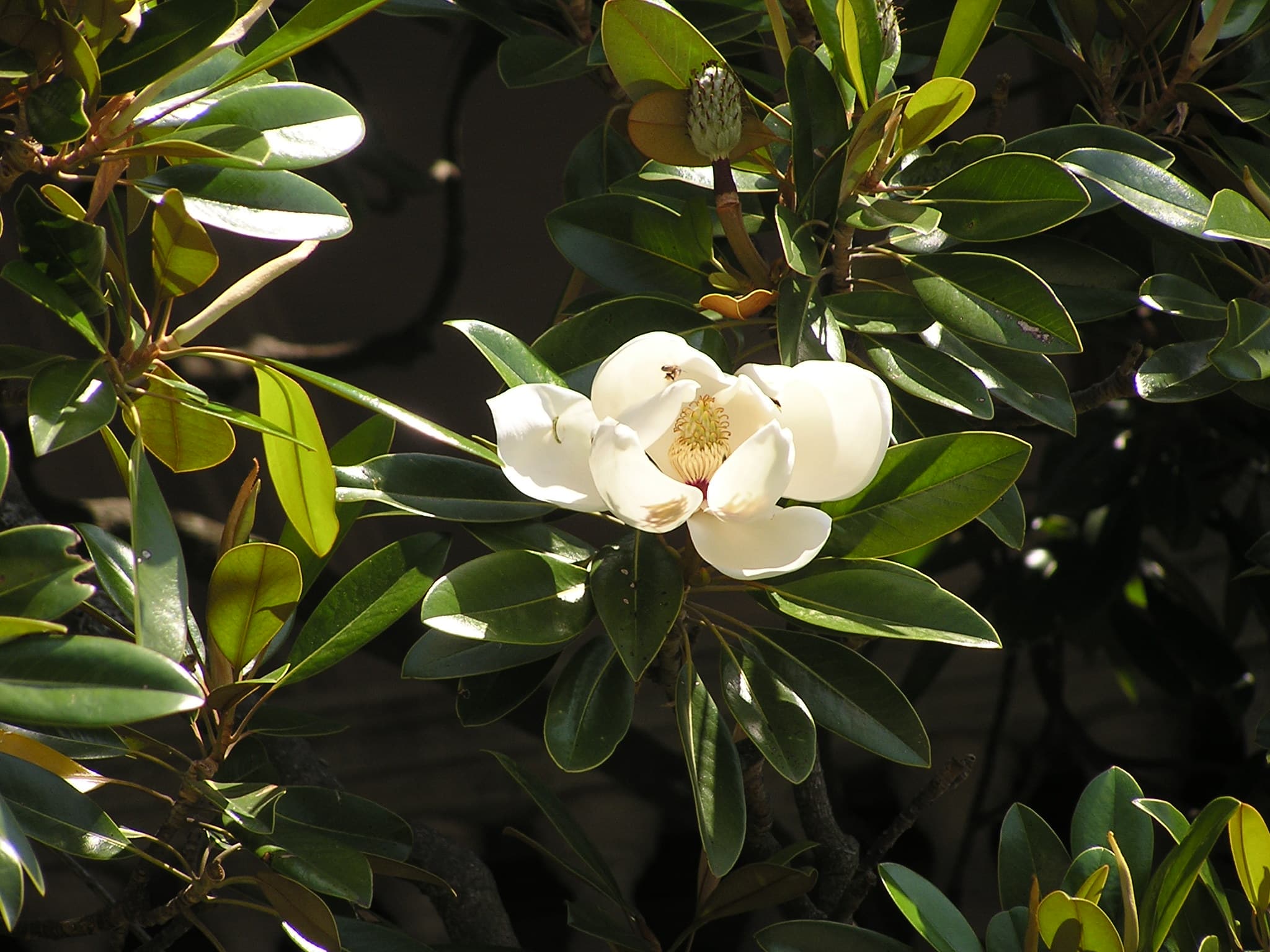 Gallery, Southern Magnolia