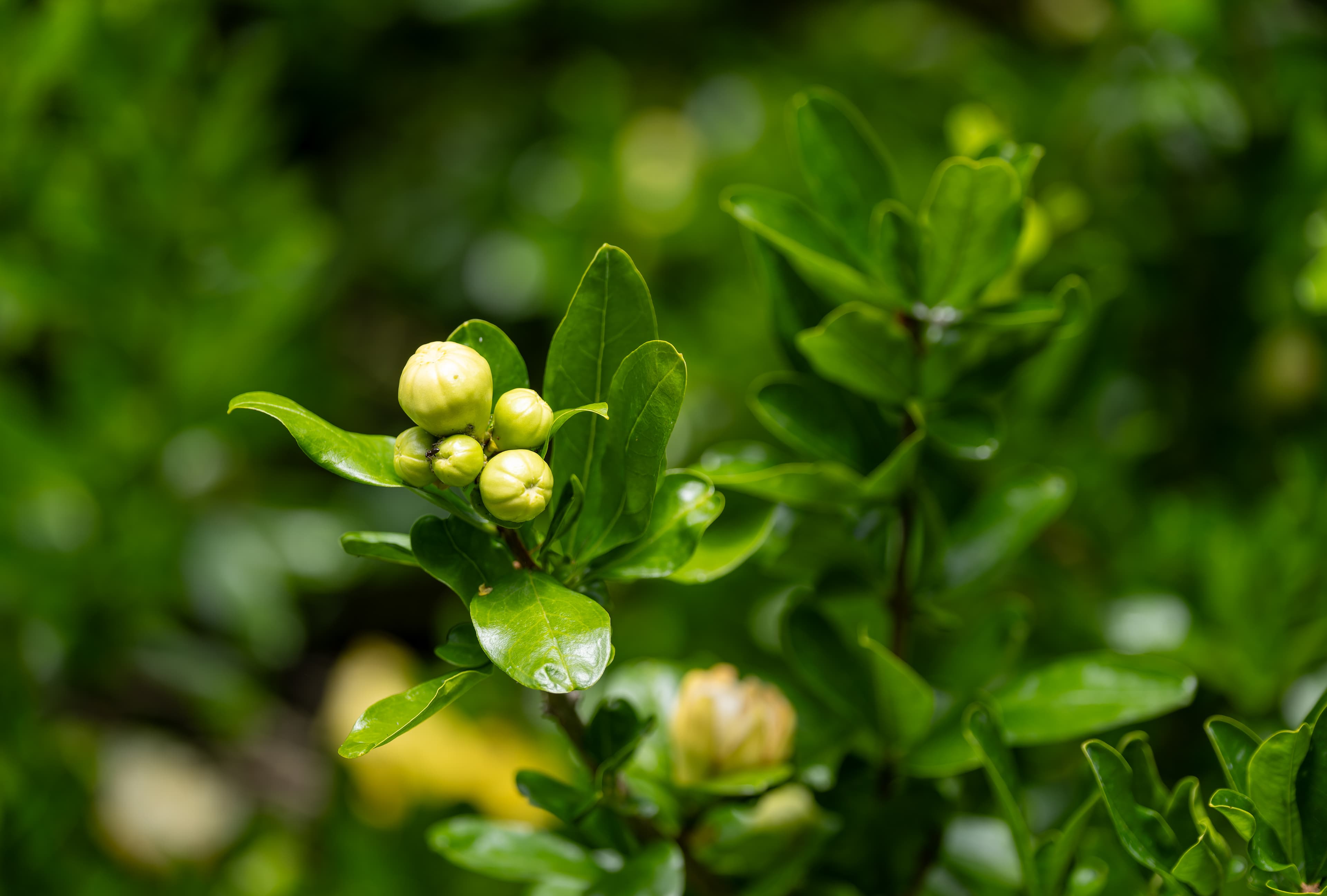 Illustration of Southern Magnolia