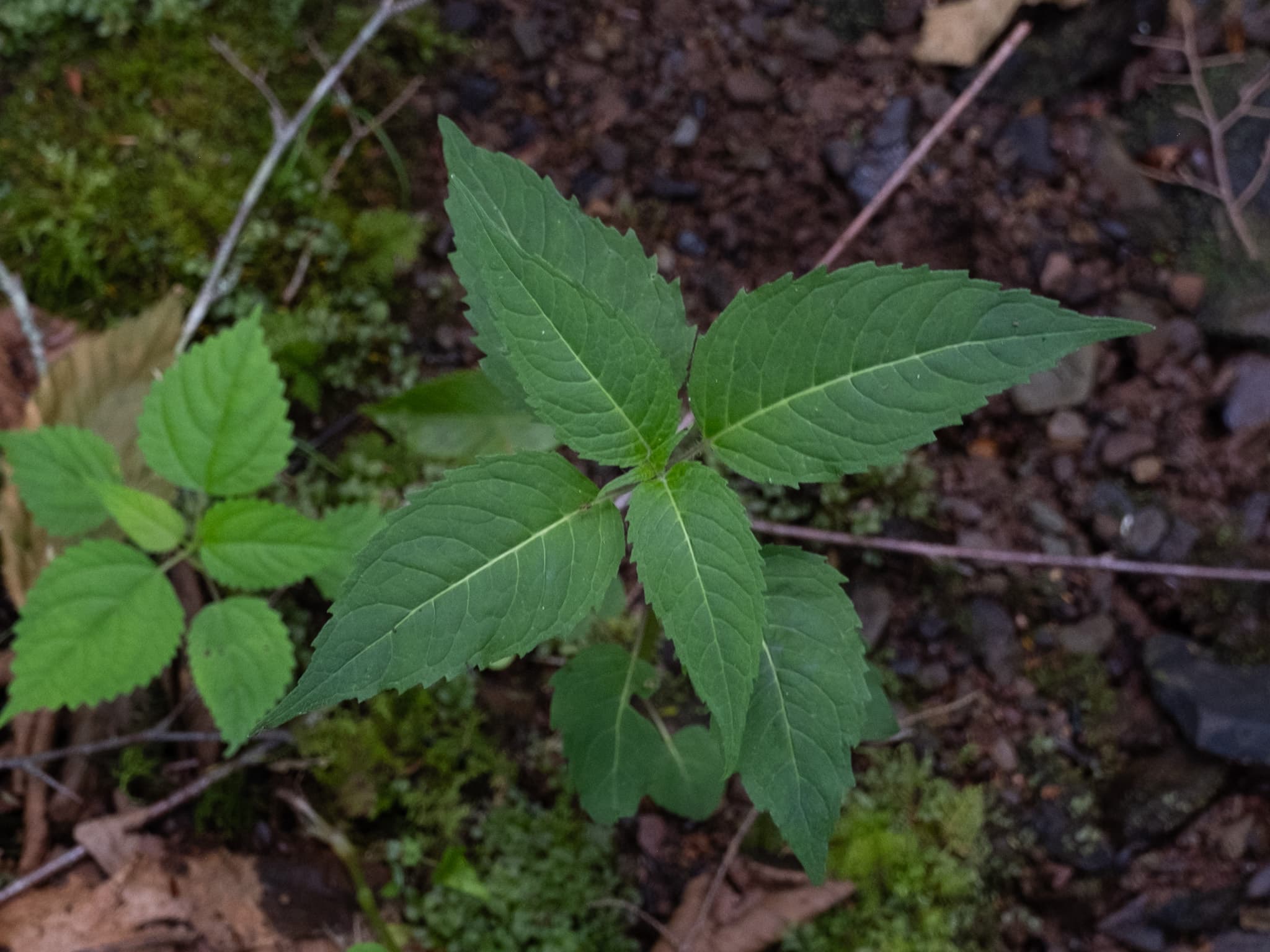 Gallery, Scarlet Beebalm