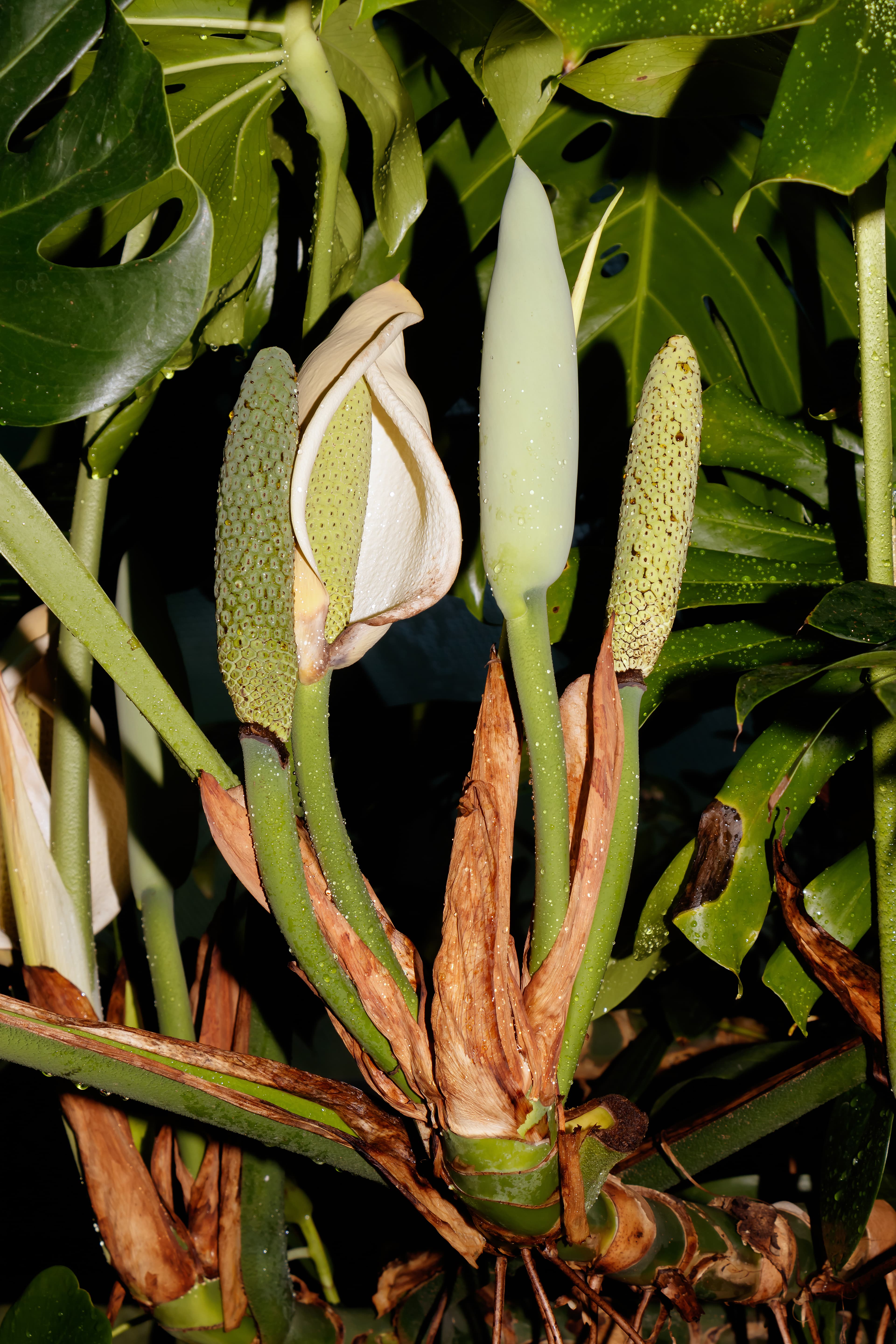 Illustration of Mexican Breadfruit
