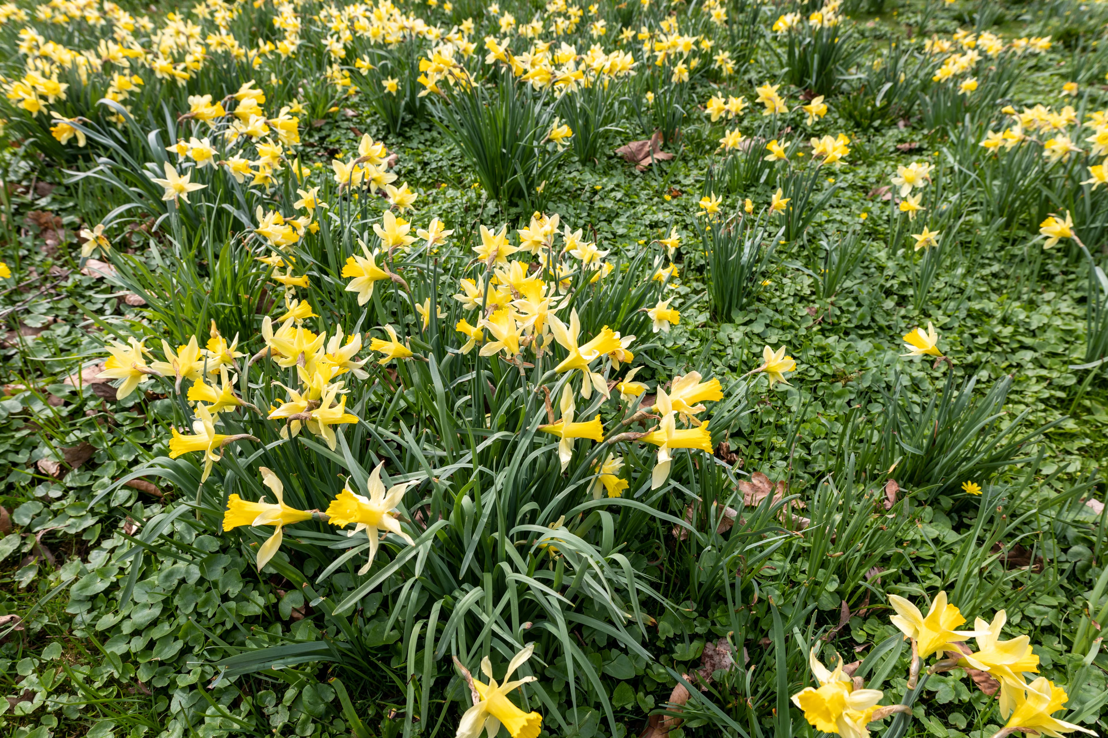 Gallery, Daffodil