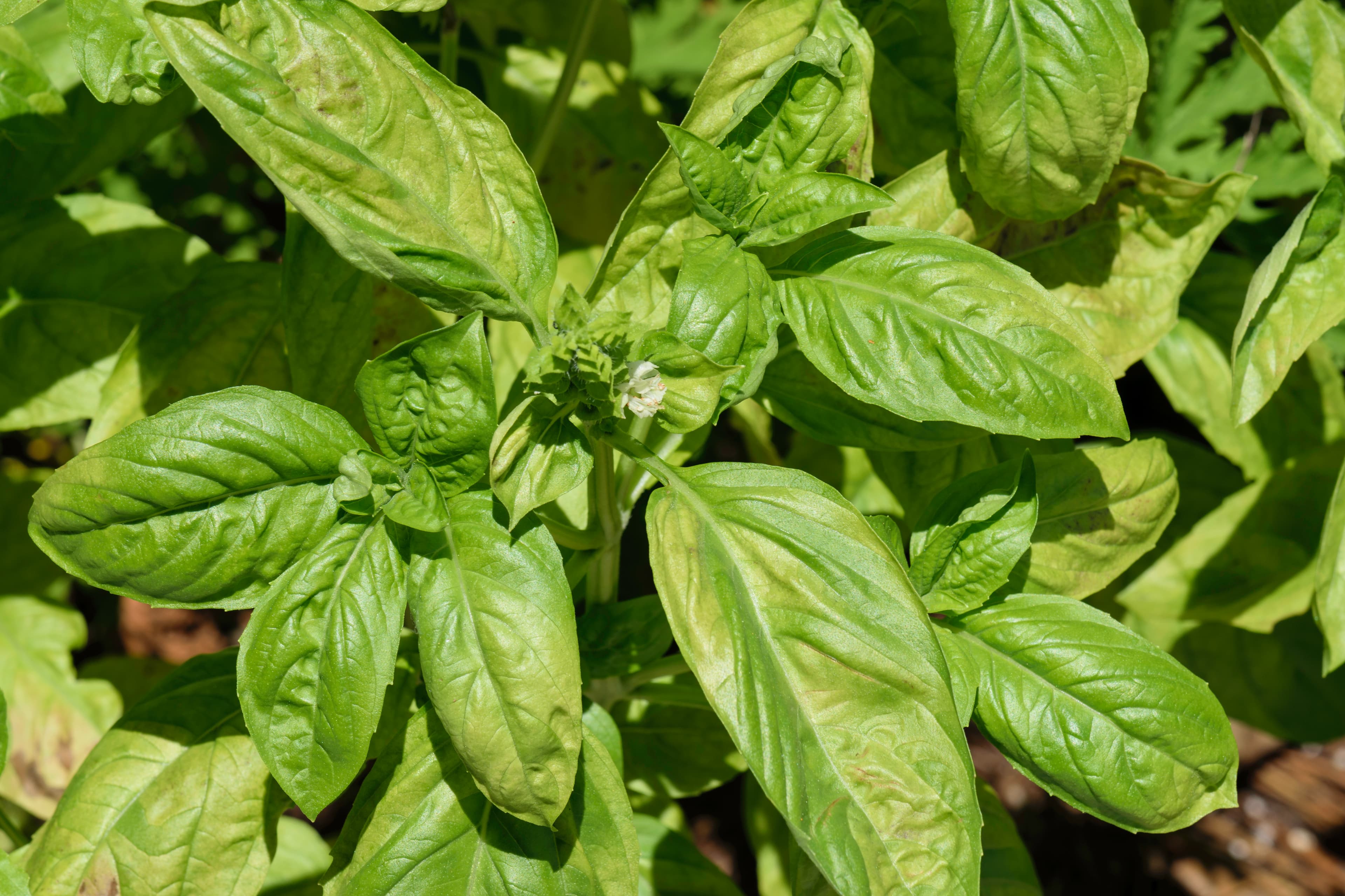 Bloom, Sweet Basil