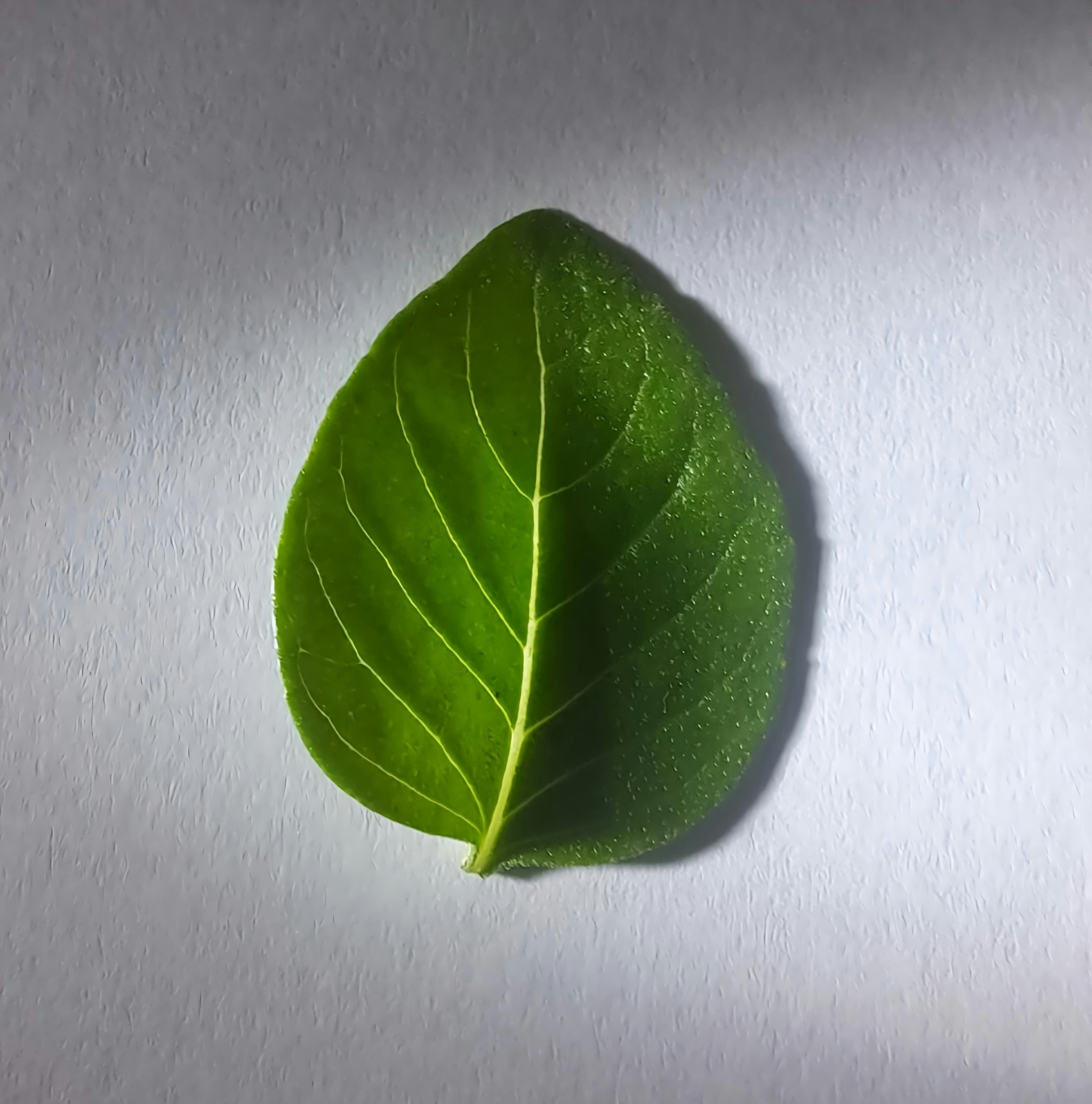 Illustration of Sweet Basil