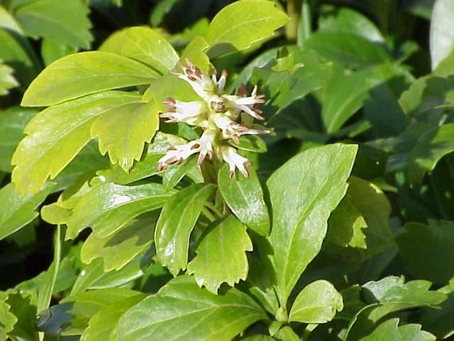 Illustration of Japanese Pachysandra