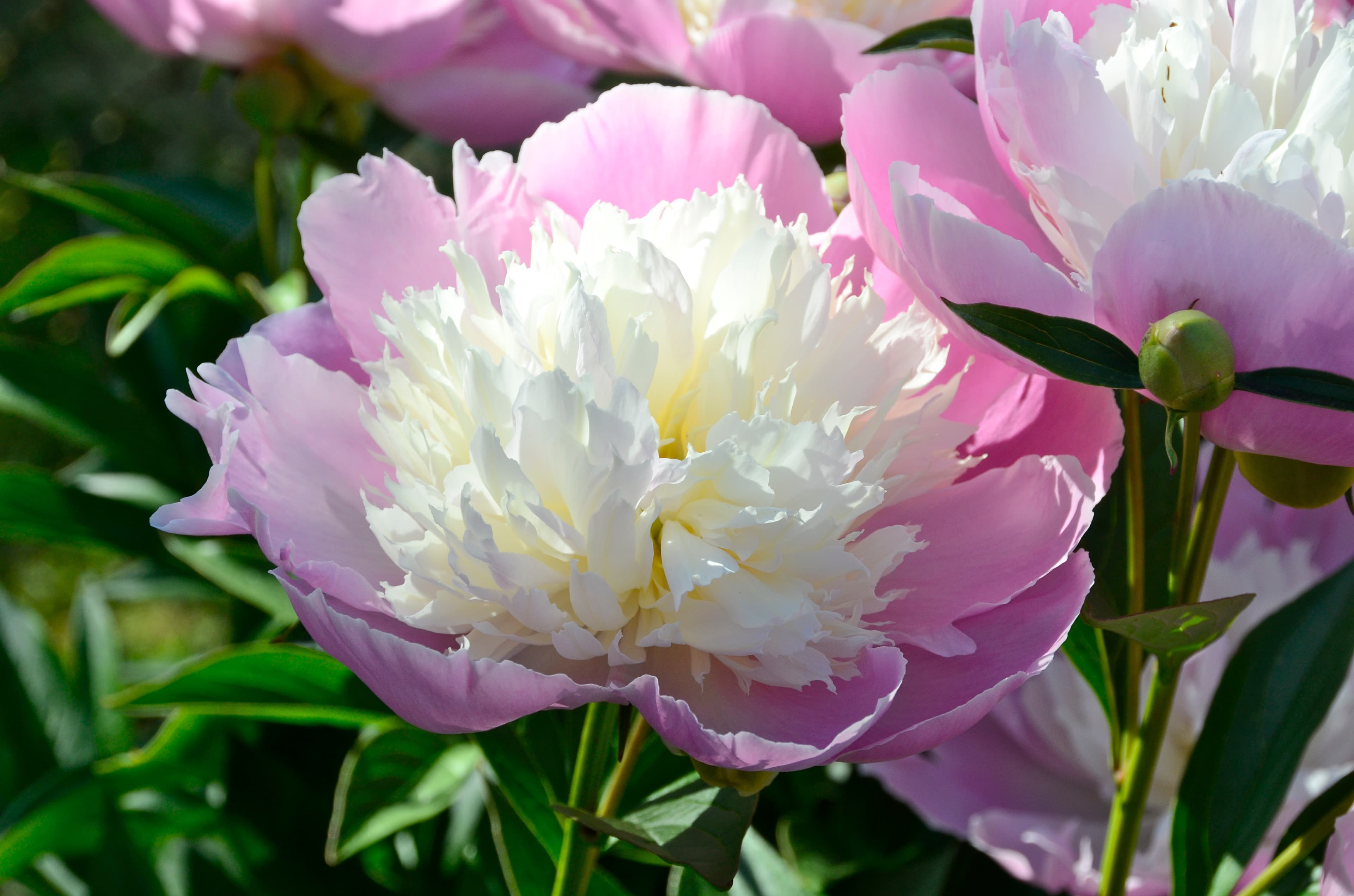 Gallery, Chinese Peony