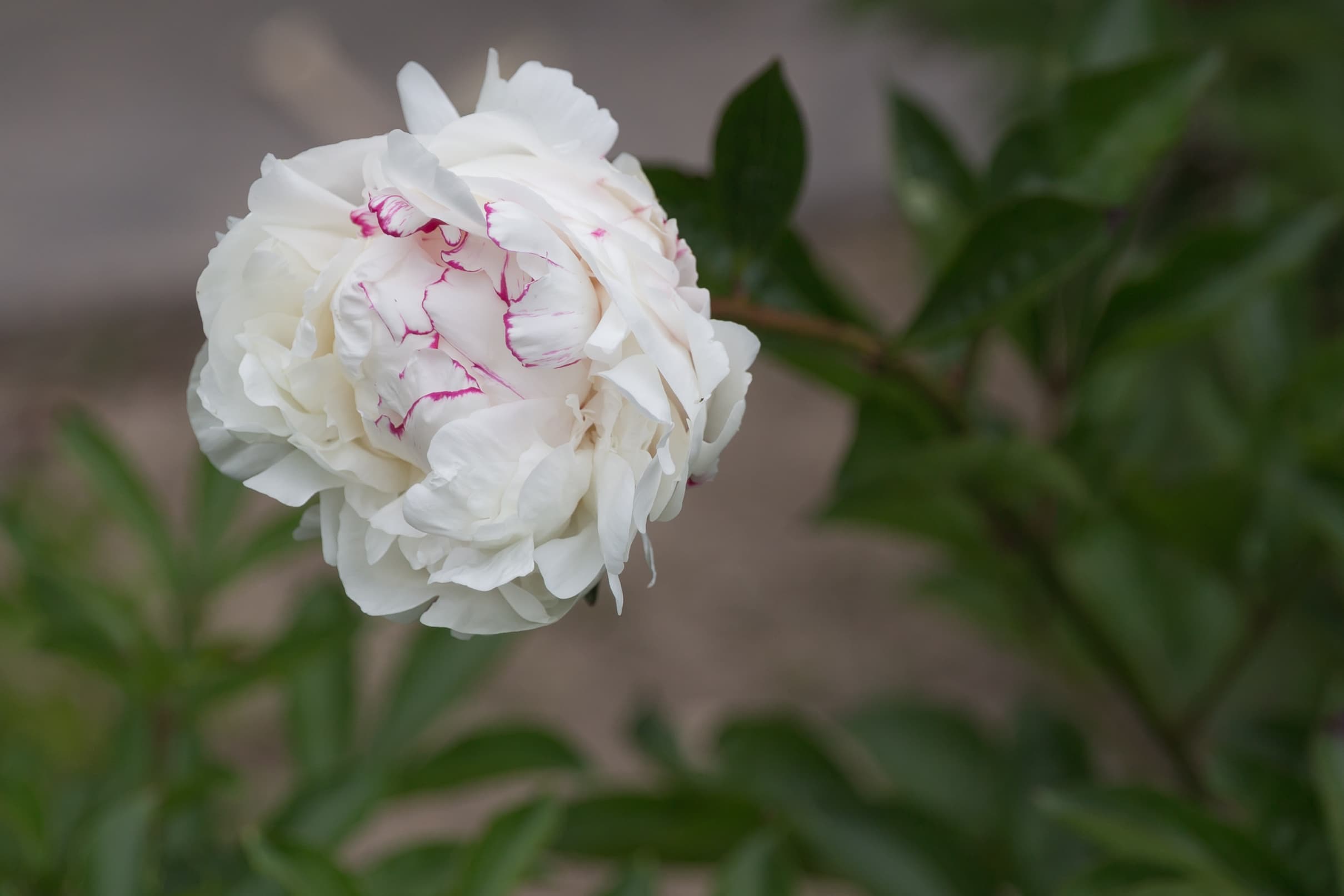 Bloom, Chinese Peony