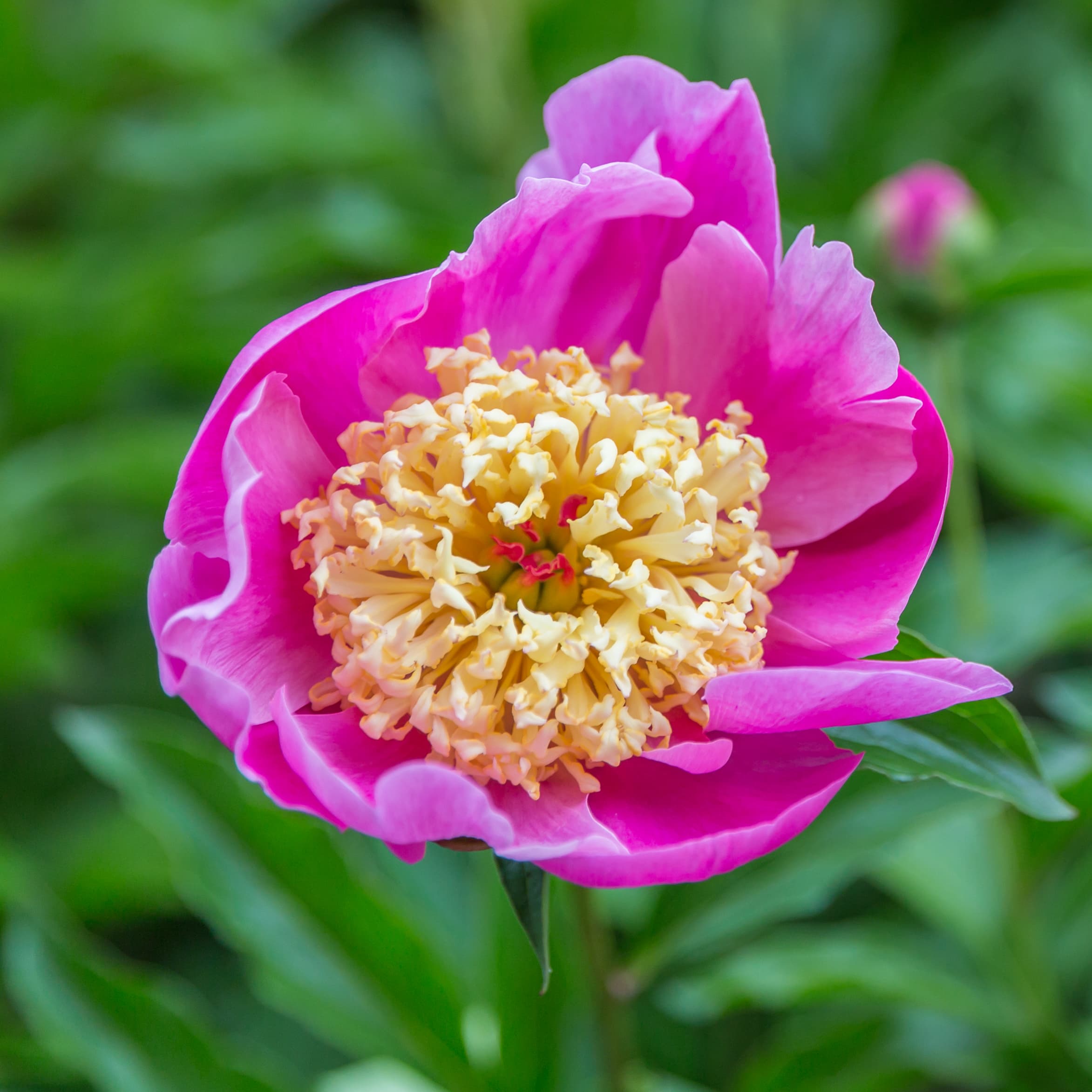 Botanical illustration of Chinese Peony