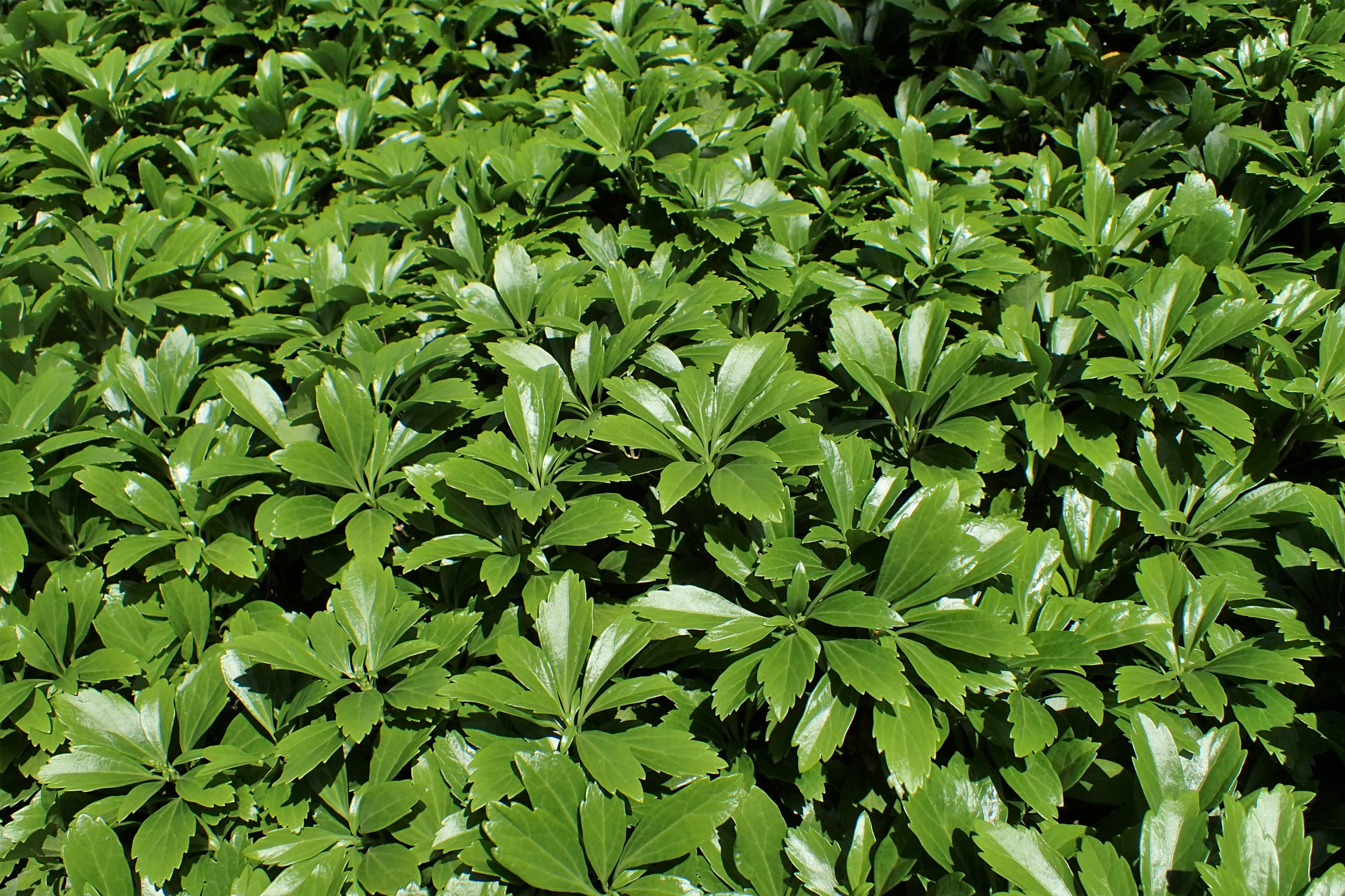 Gallery, Parthenium Tetraneuris