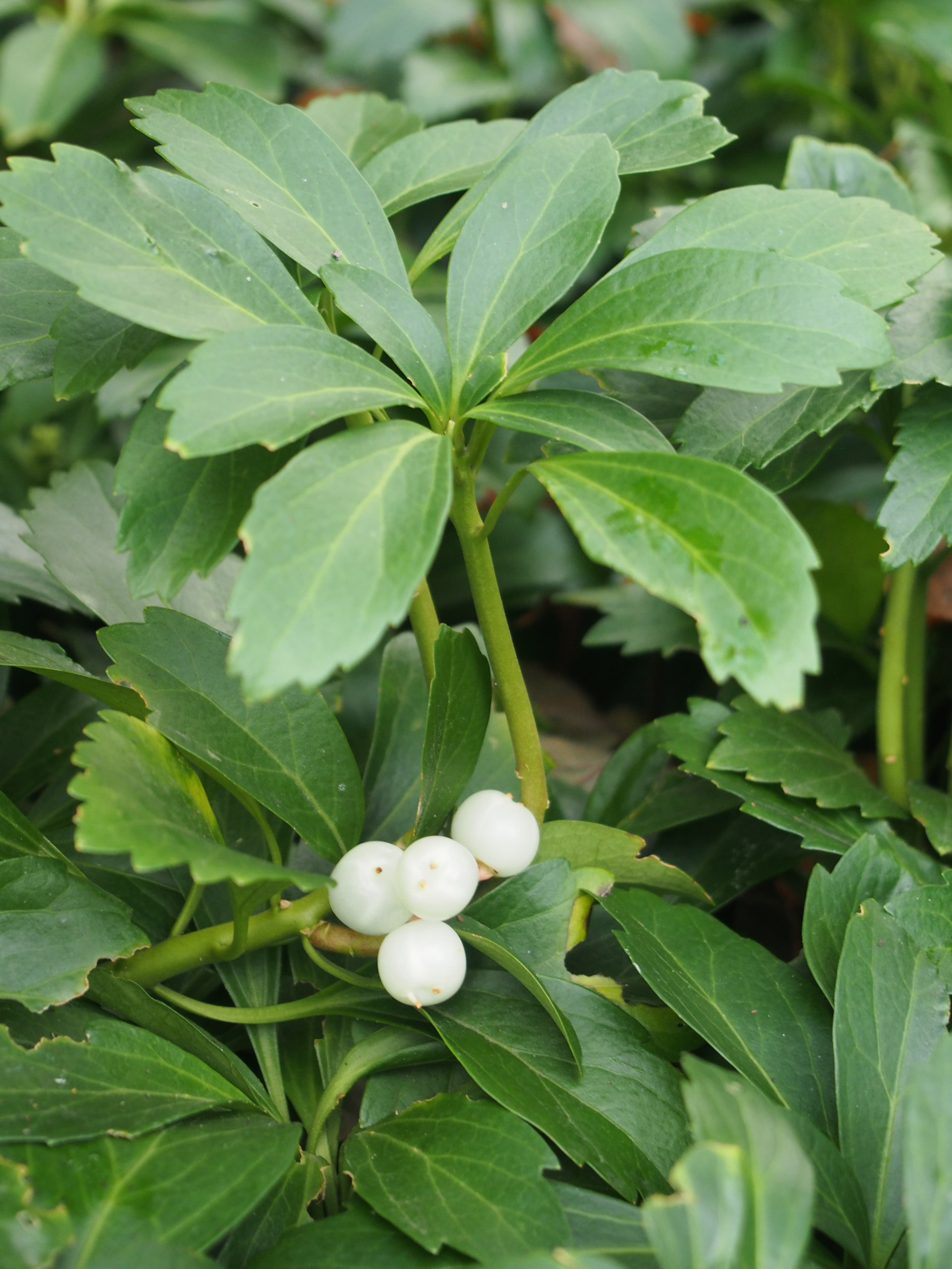 Gallery, Parthenium Tetraneuris