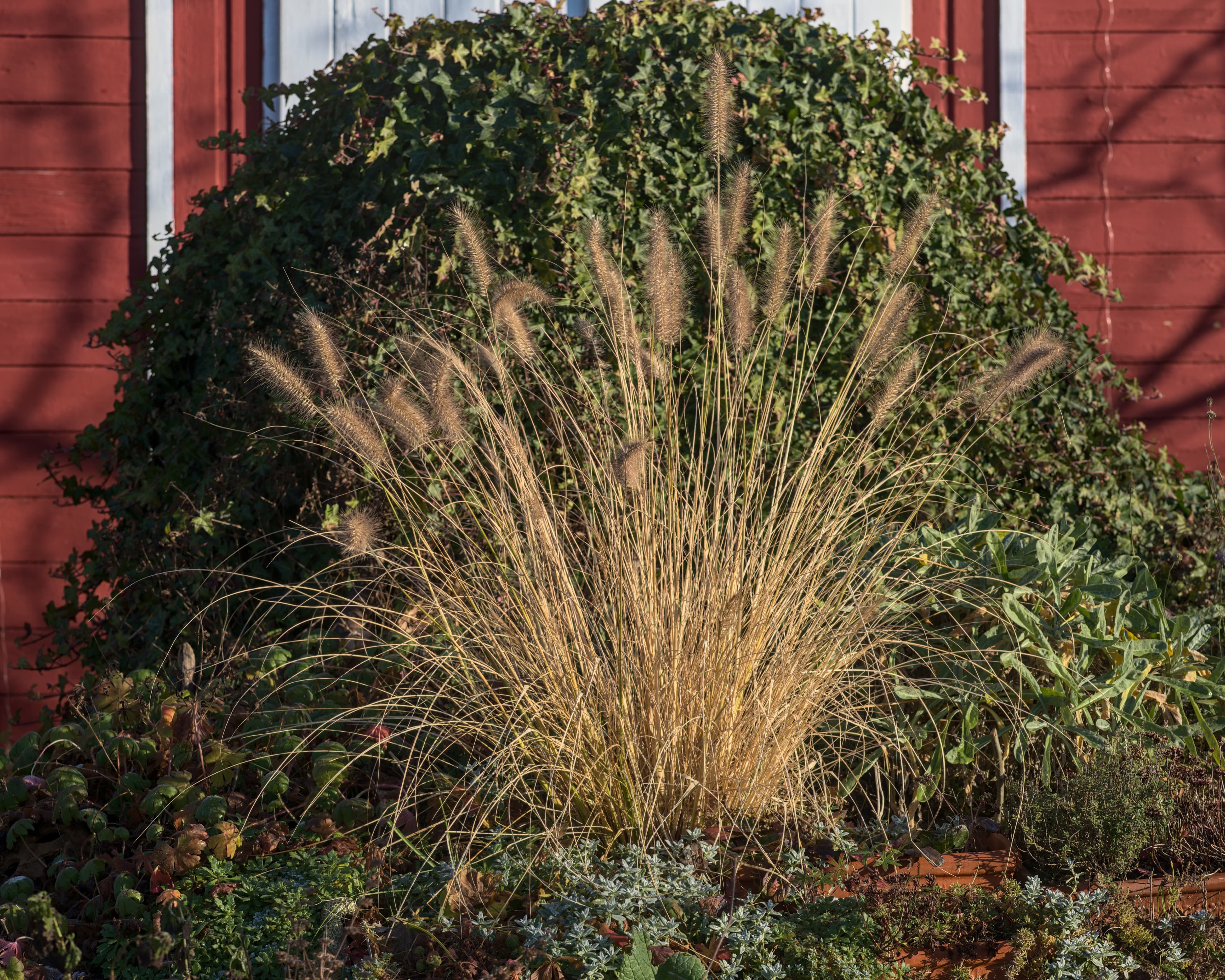 Gallery, Chinese Fountaingrass