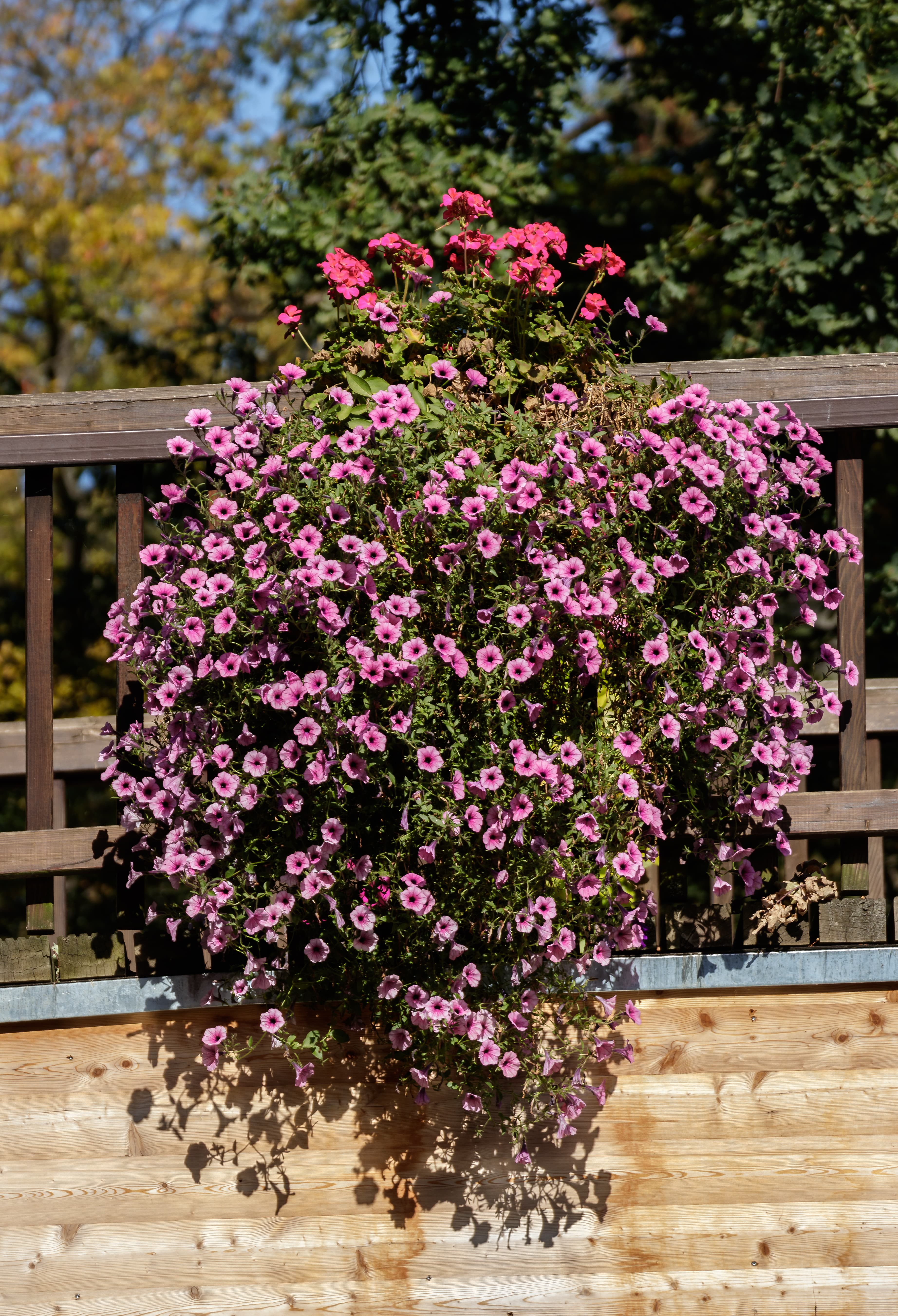 Botanical illustration of Petunia