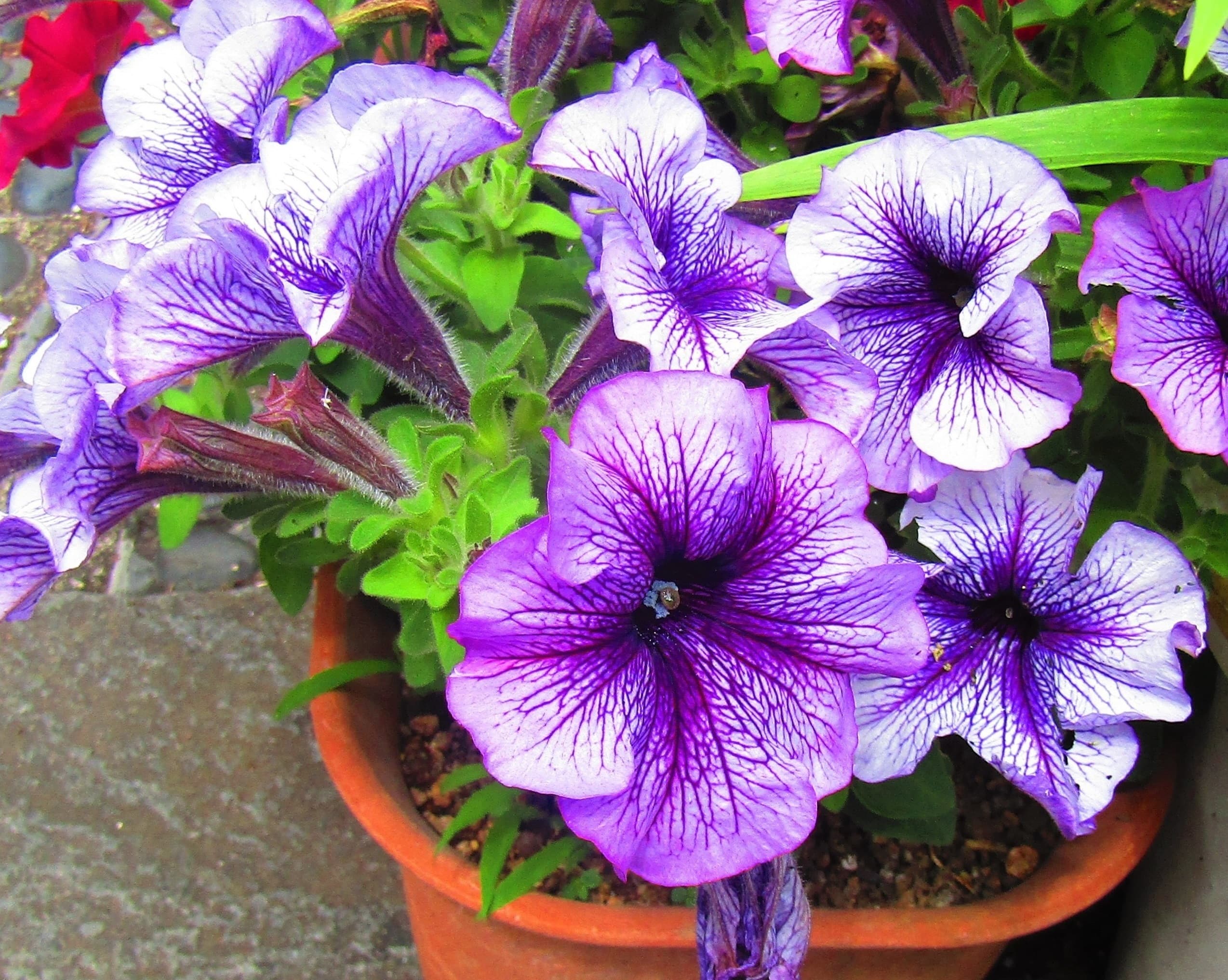 Gallery, Petunia