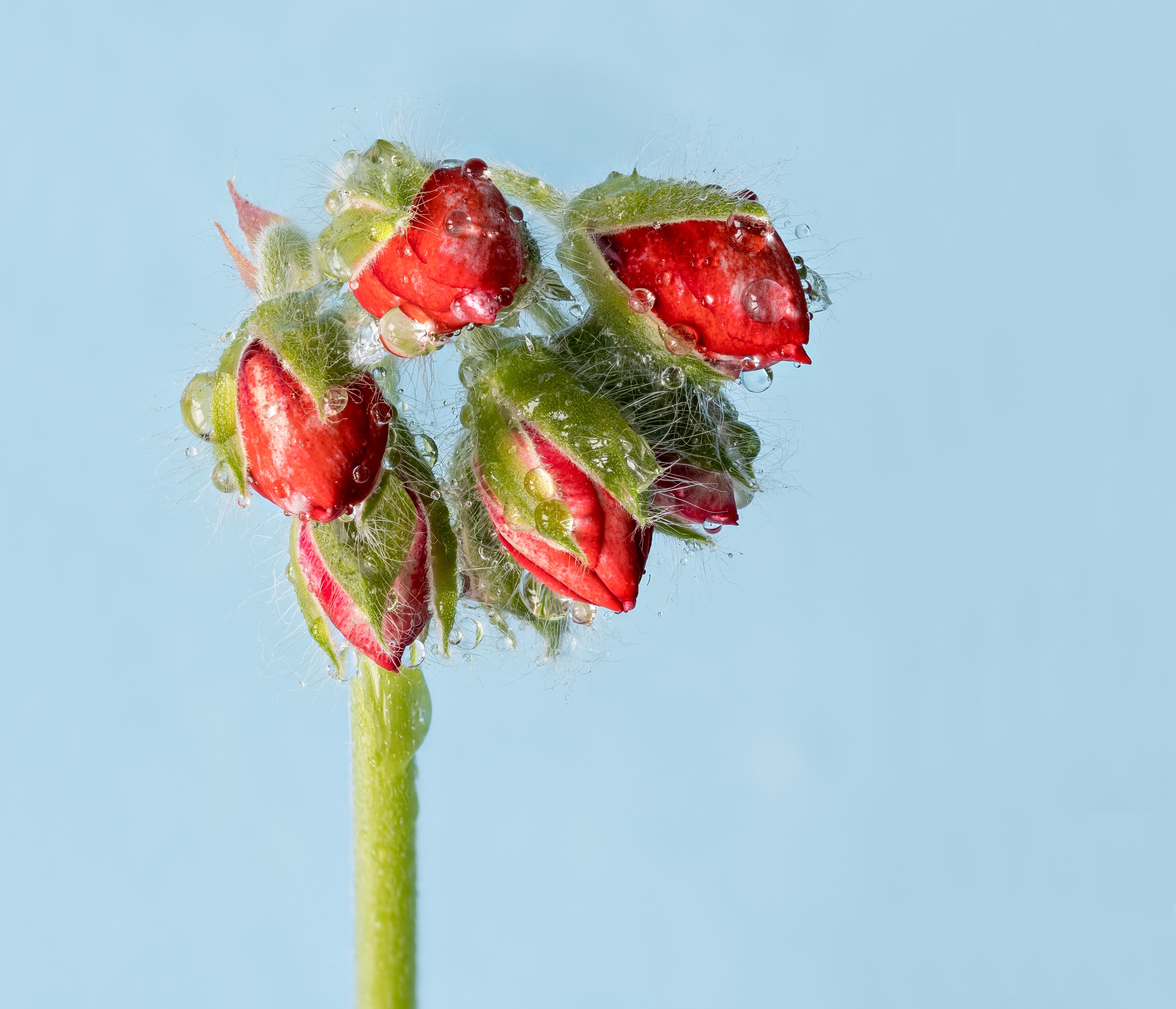 Gallery, Zonal Geranium