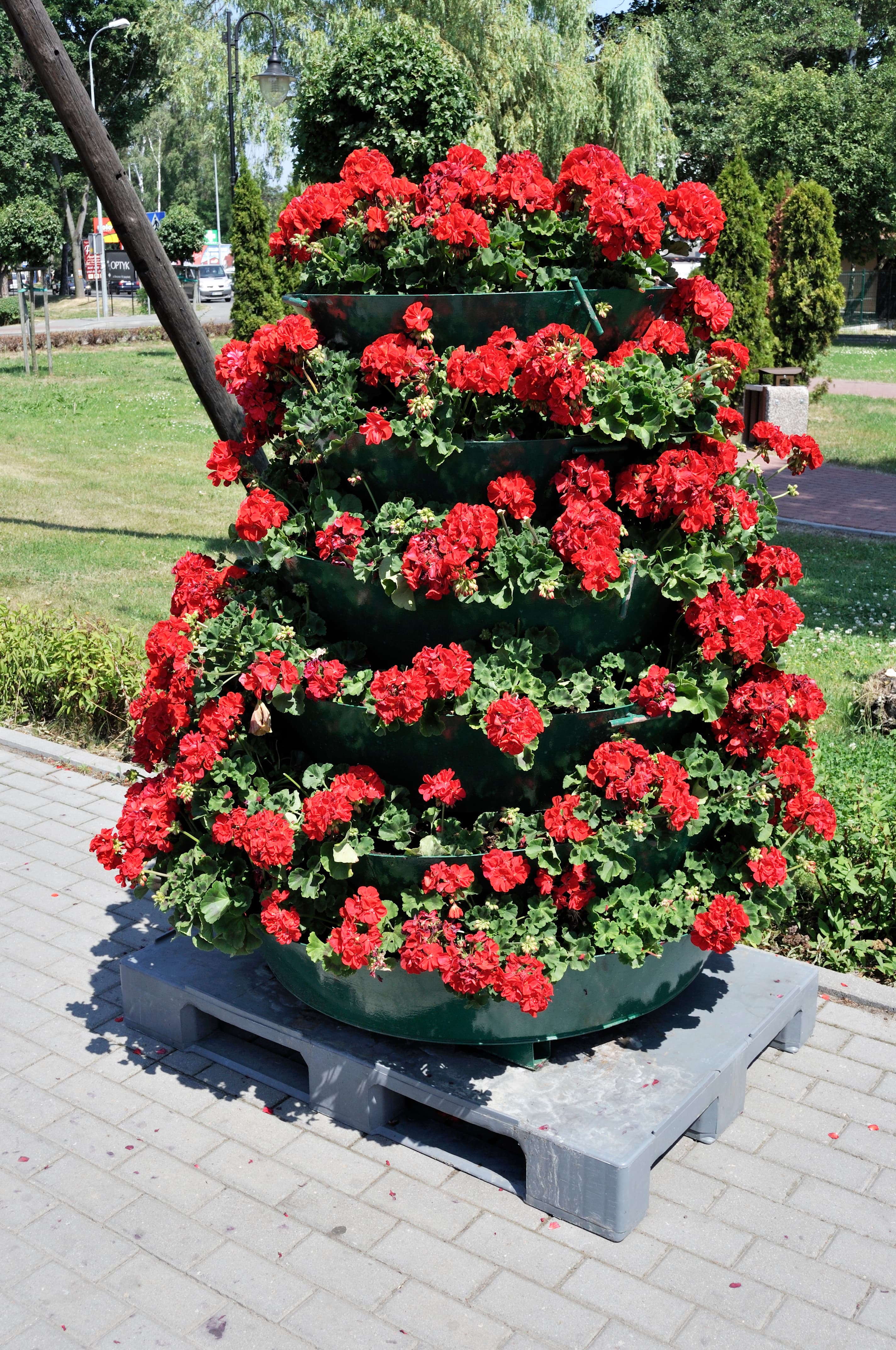 Botanical illustration of Zonal Geranium