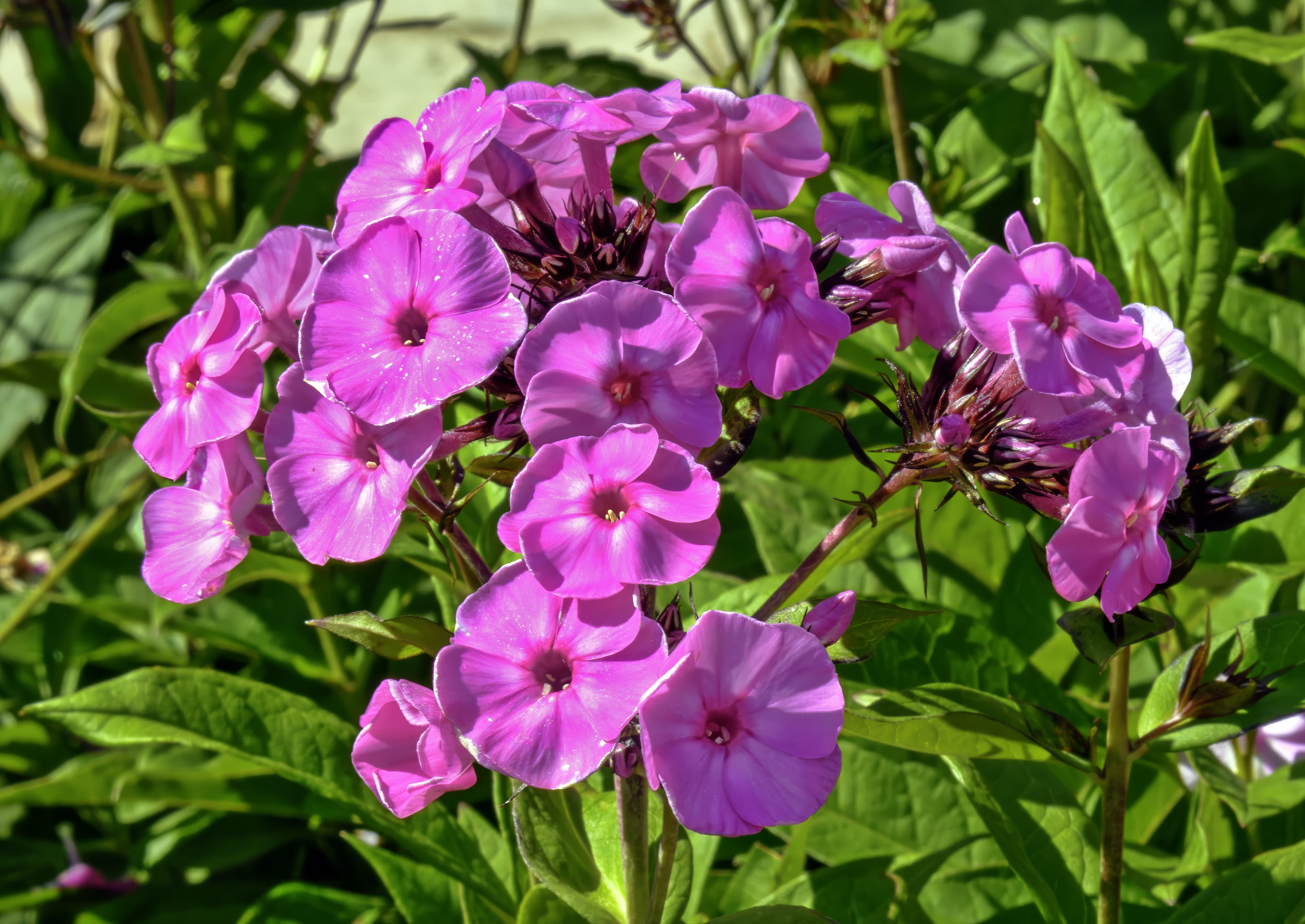 Bloom, Fall Phlox