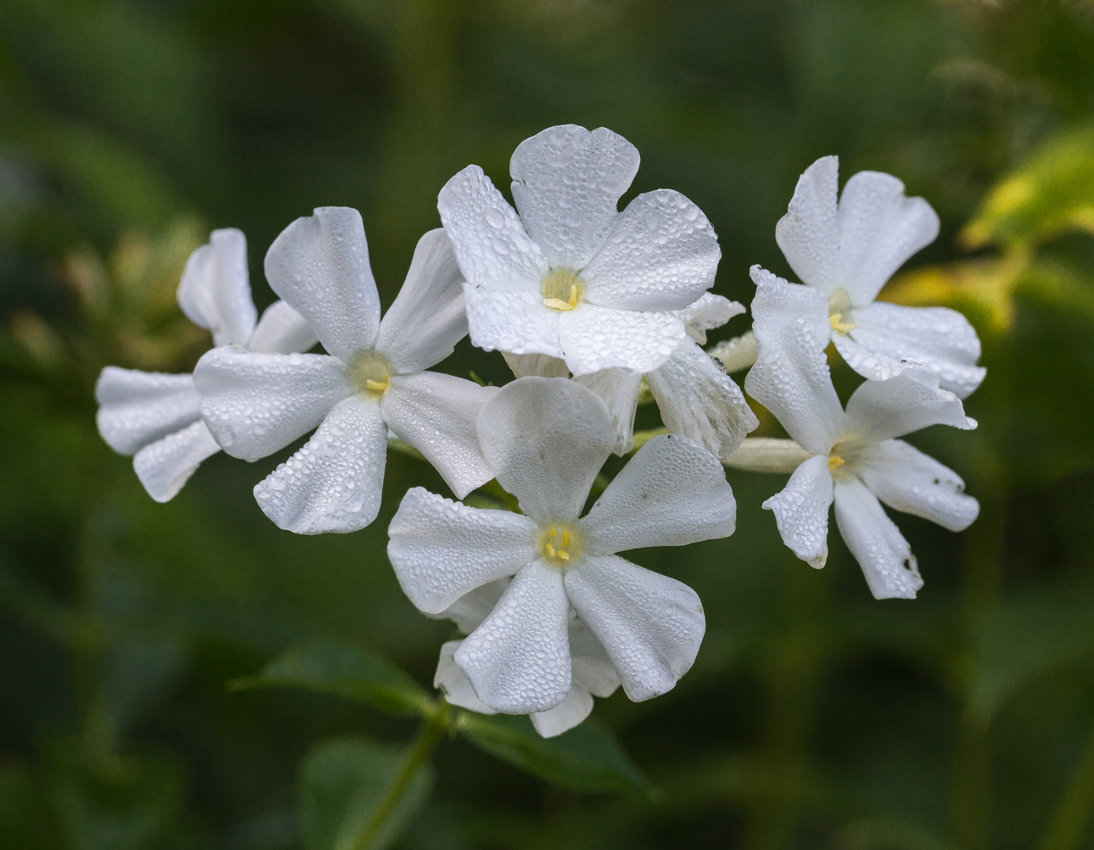 Illustration of Fall Phlox