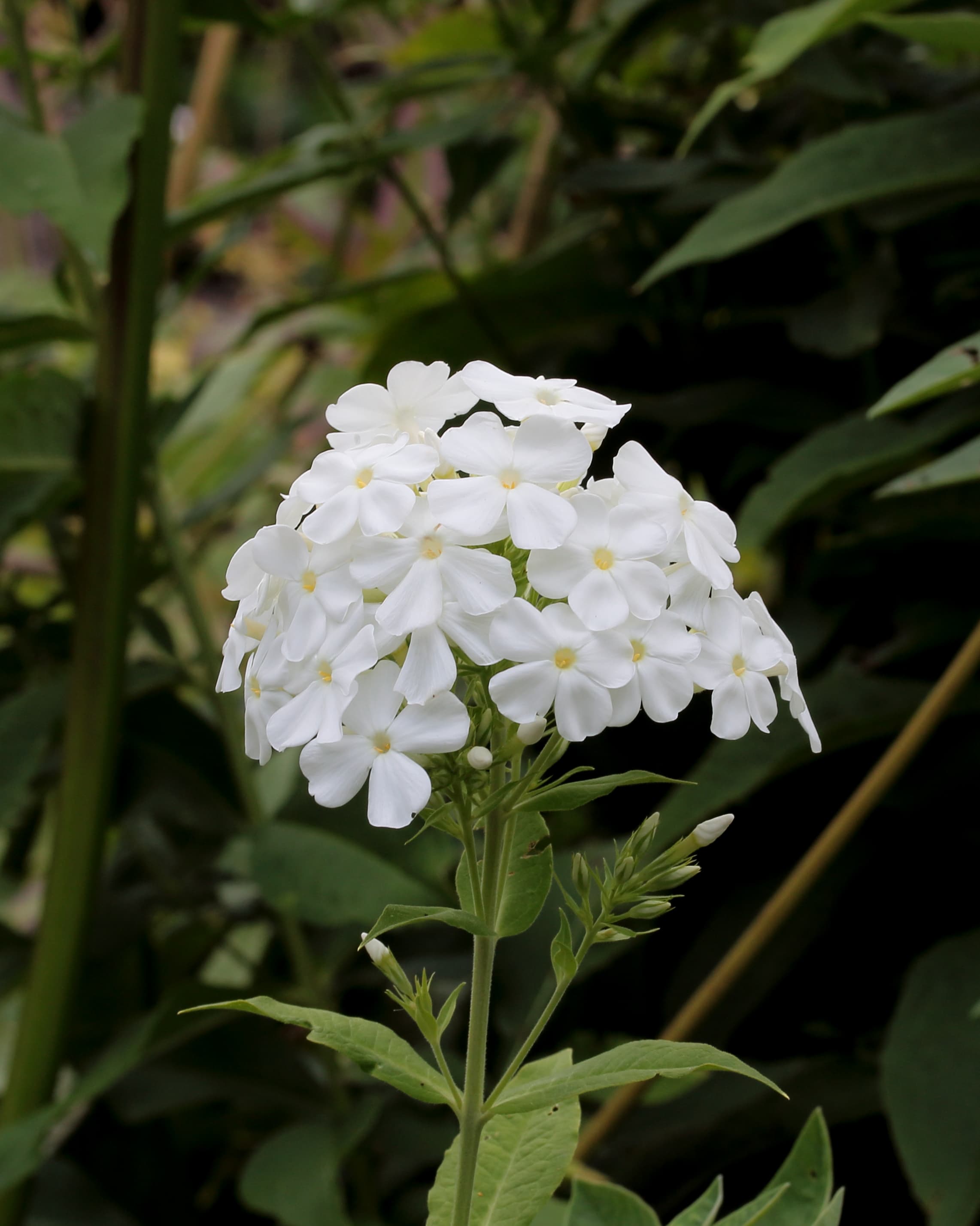 Gallery, Fall Phlox