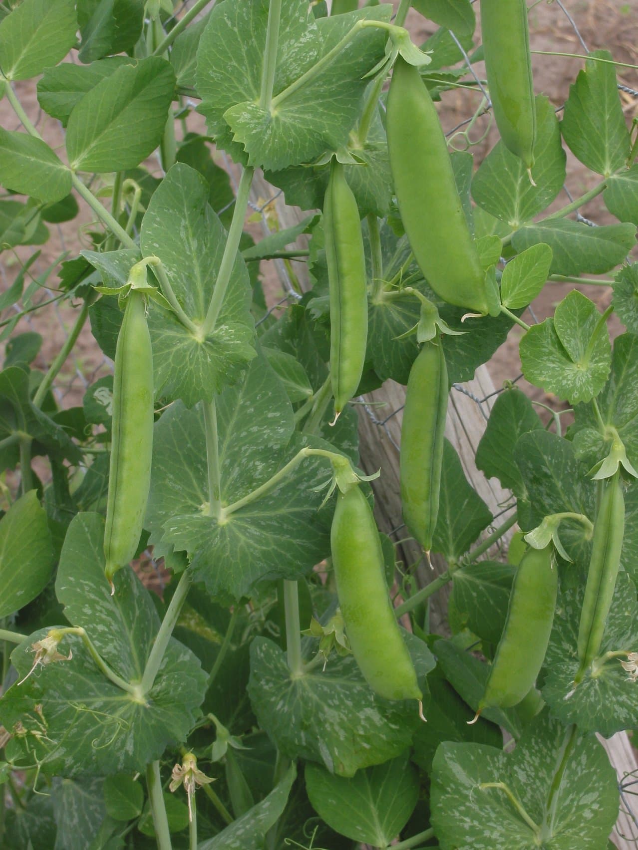 Bloom, Garden Pea