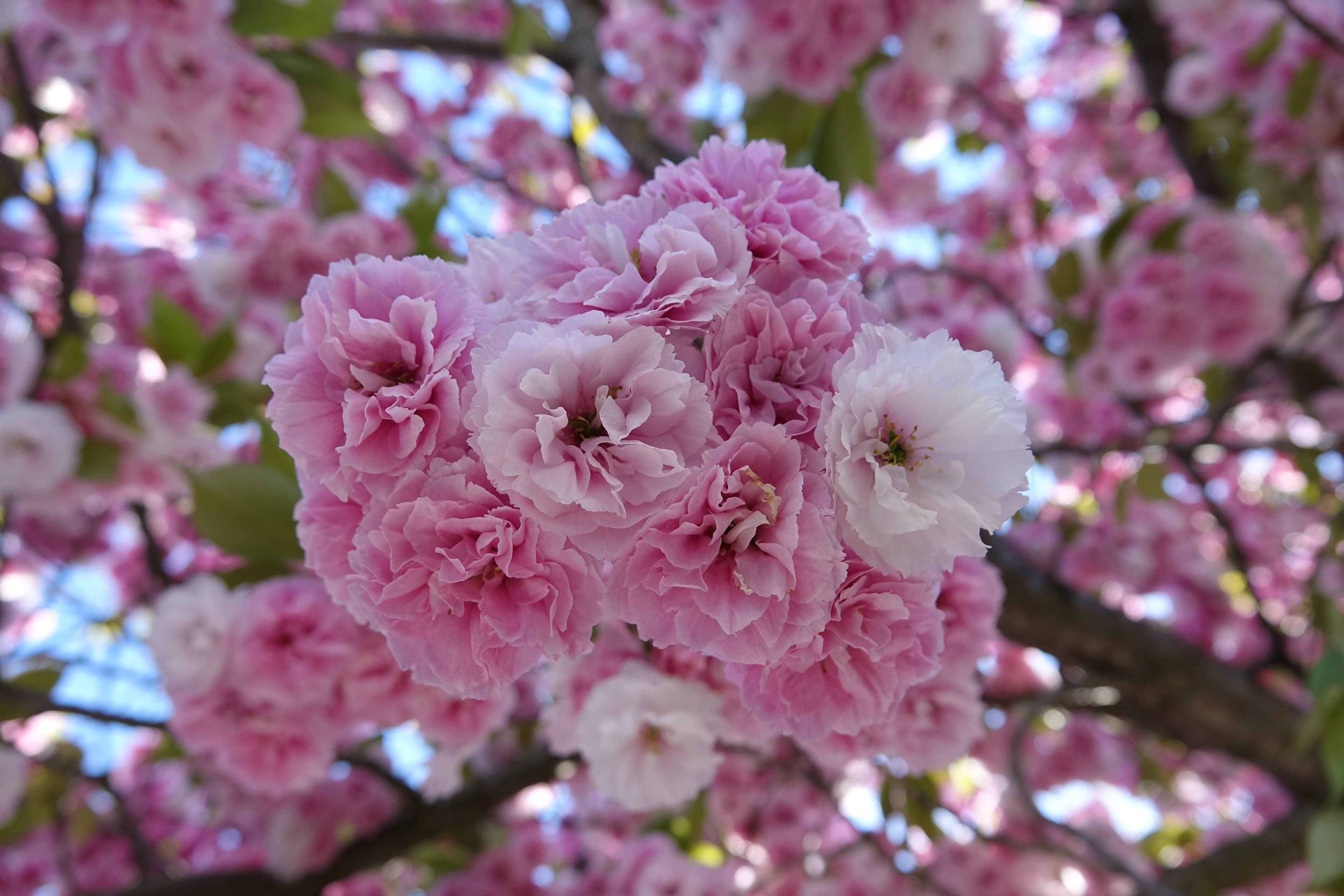 Gallery, Prunus Serotina