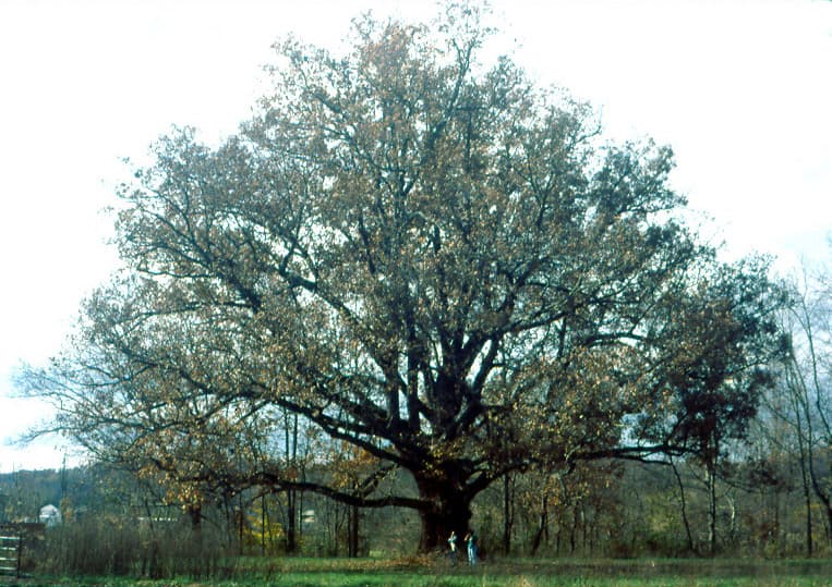 Bloom, White Oak