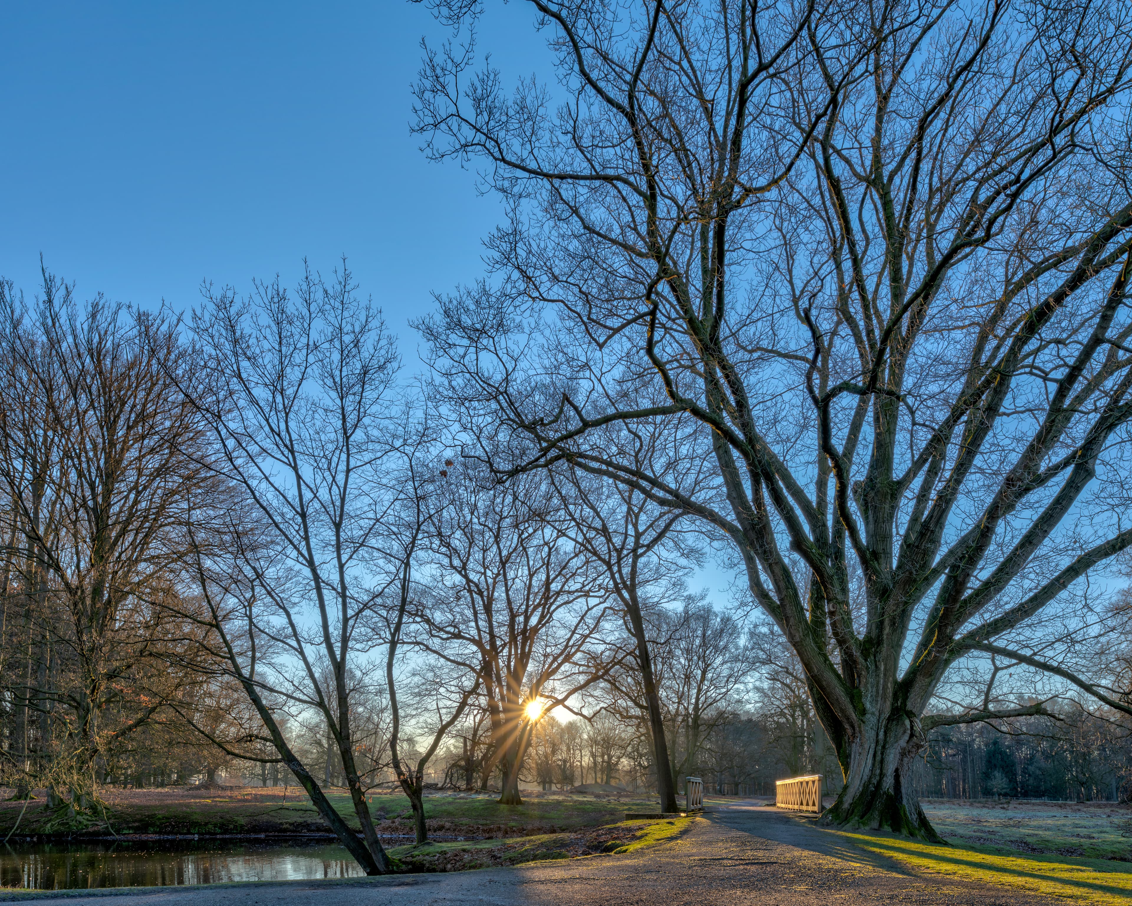 Bloom, Northern Red Oak