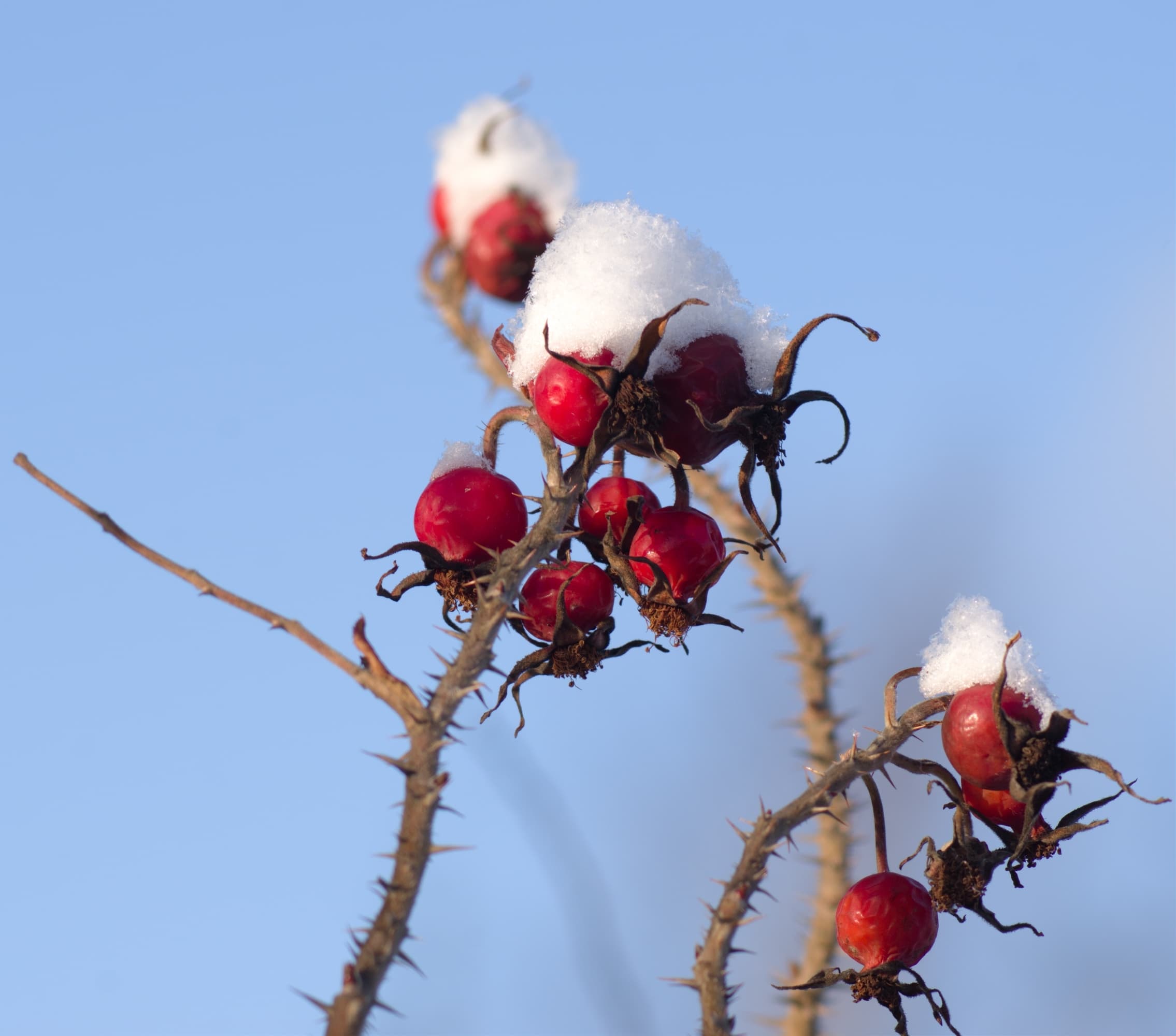 Gallery, Rugosa Rose