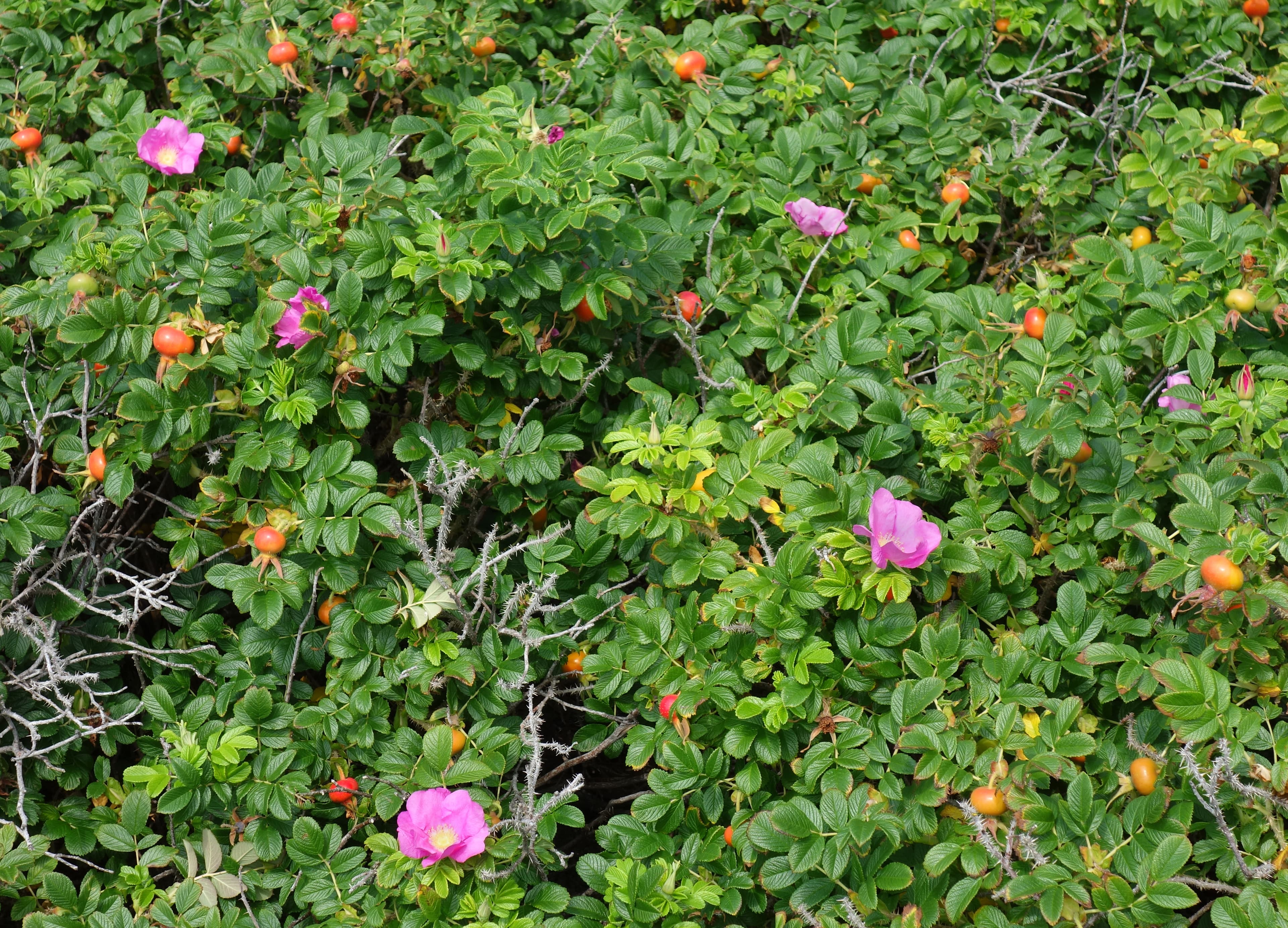 Gallery, Rugosa Rose