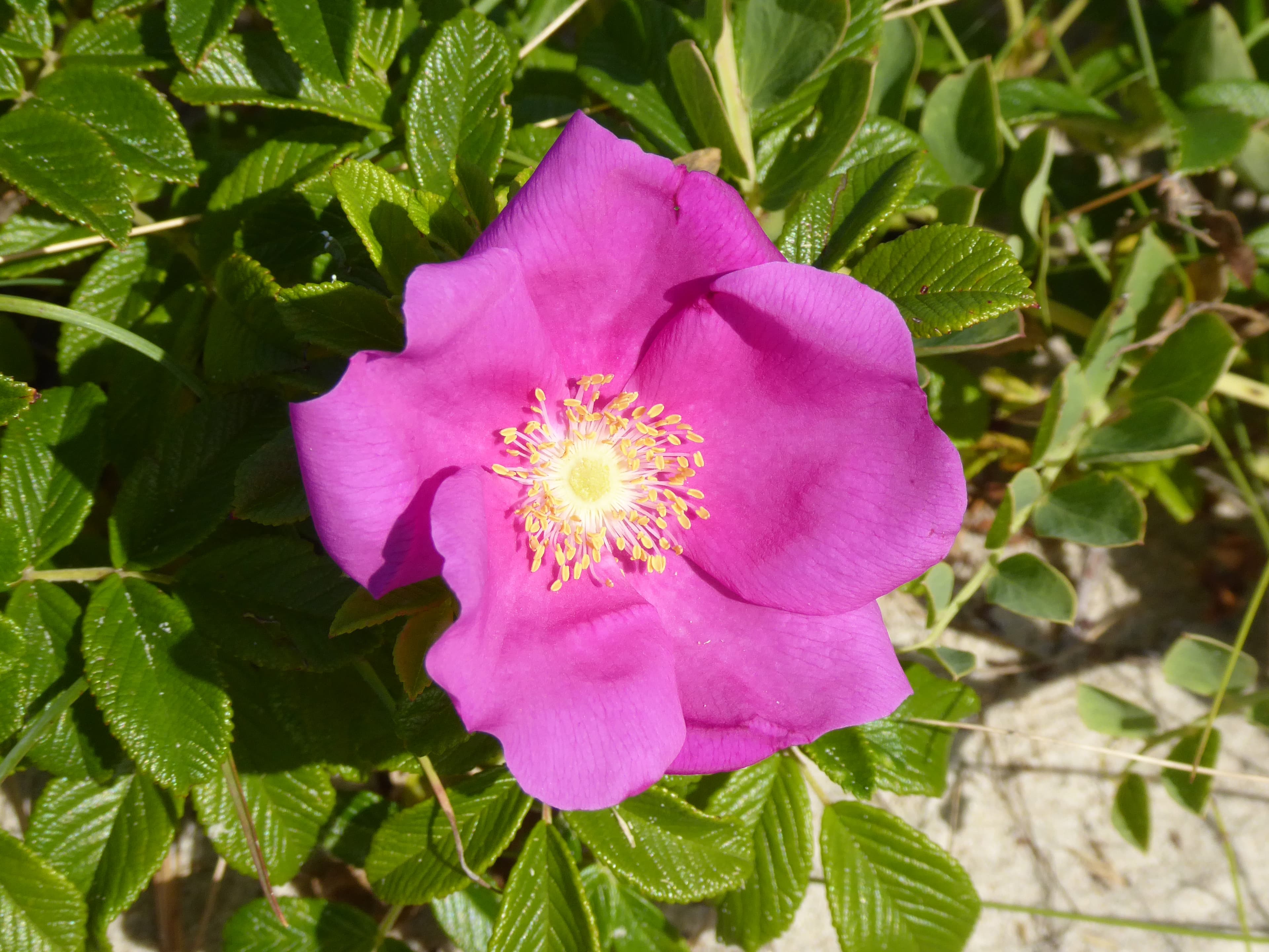 Bloom, Rugosa Rose