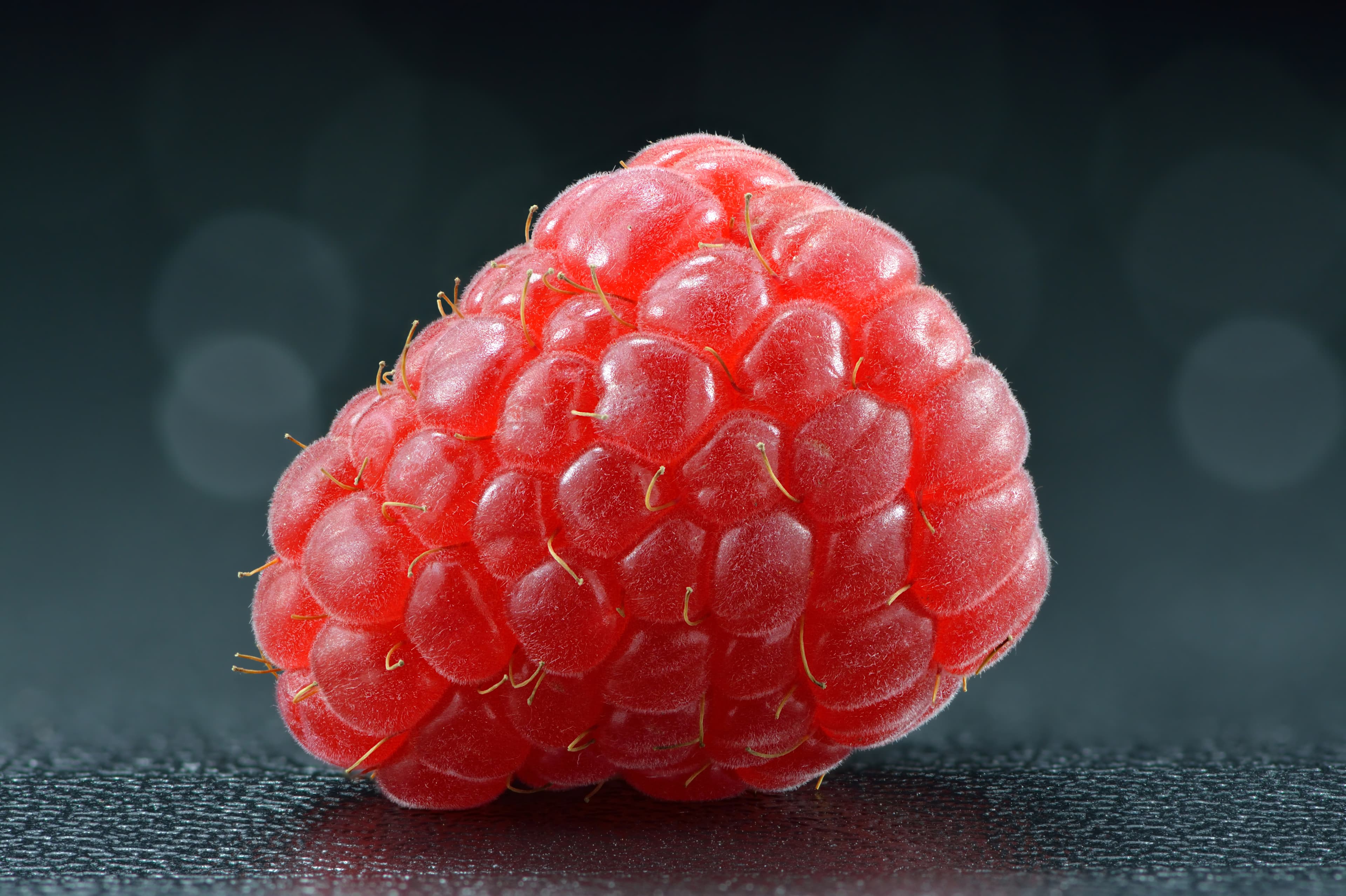 Botanical illustration of Red Raspberry