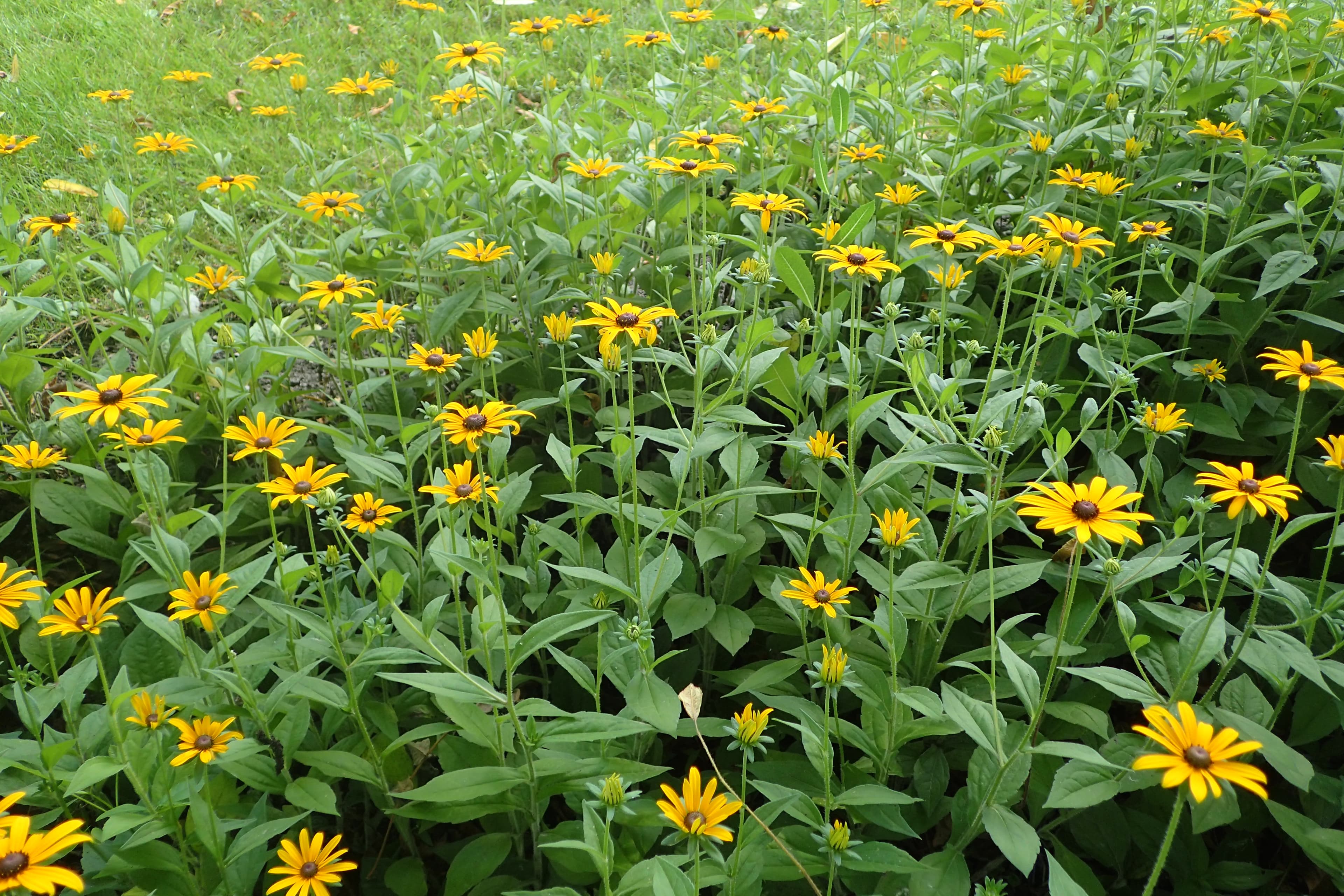 Gallery, Blackeyed Susan