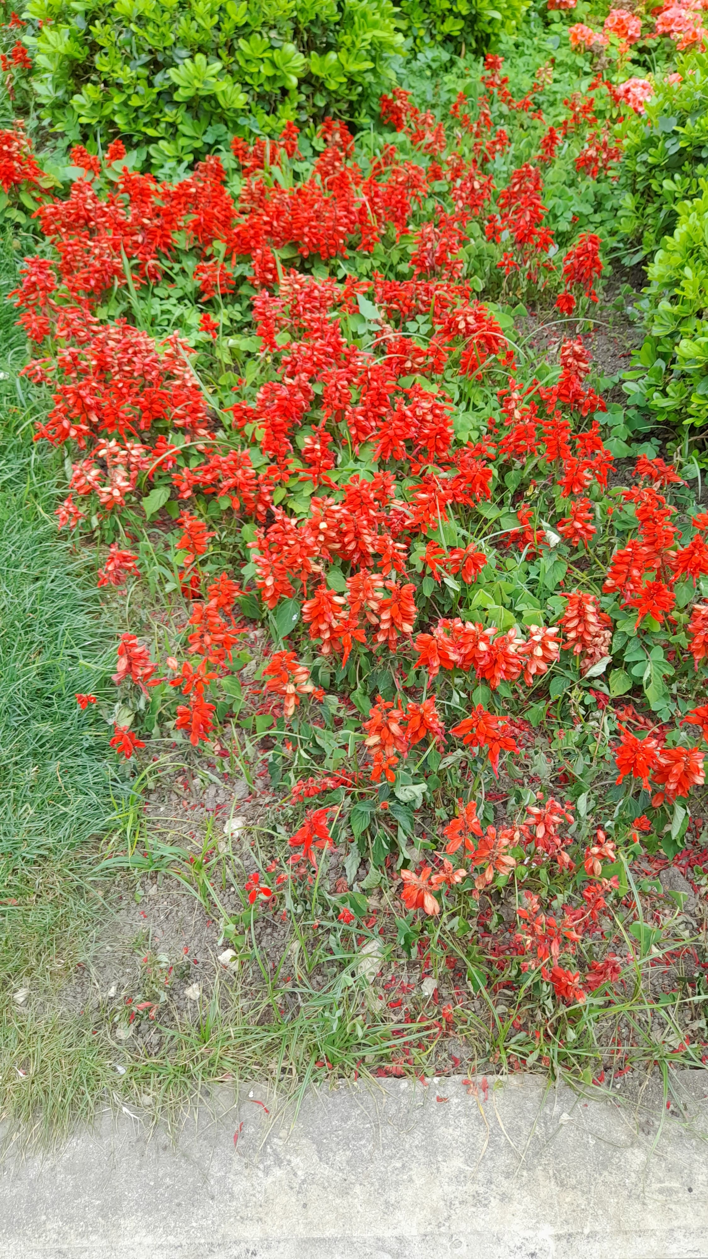 Bloom, Salvia Spathacea