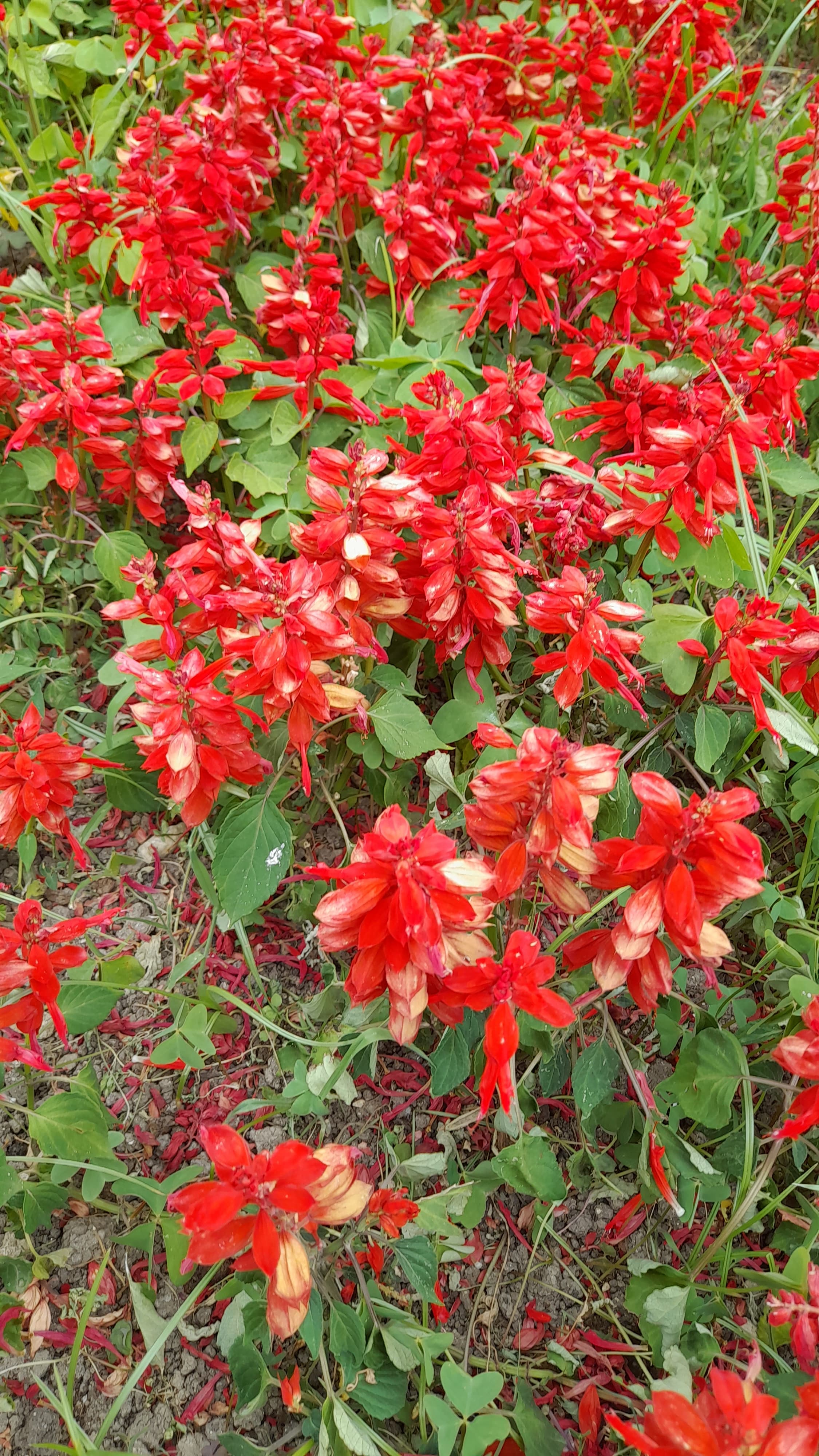 Gallery, Salvia Spathacea