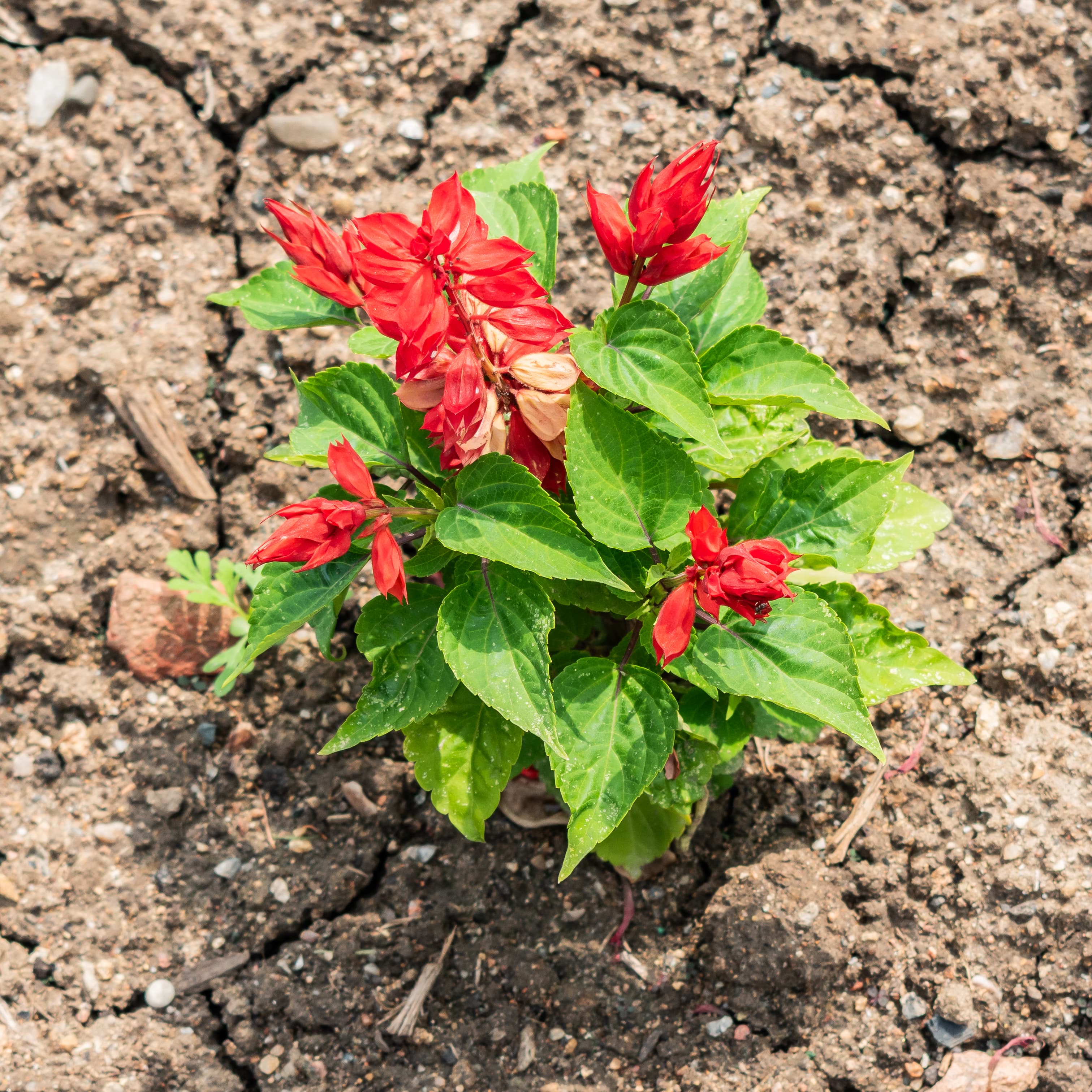 Illustration of Scarlet Sage