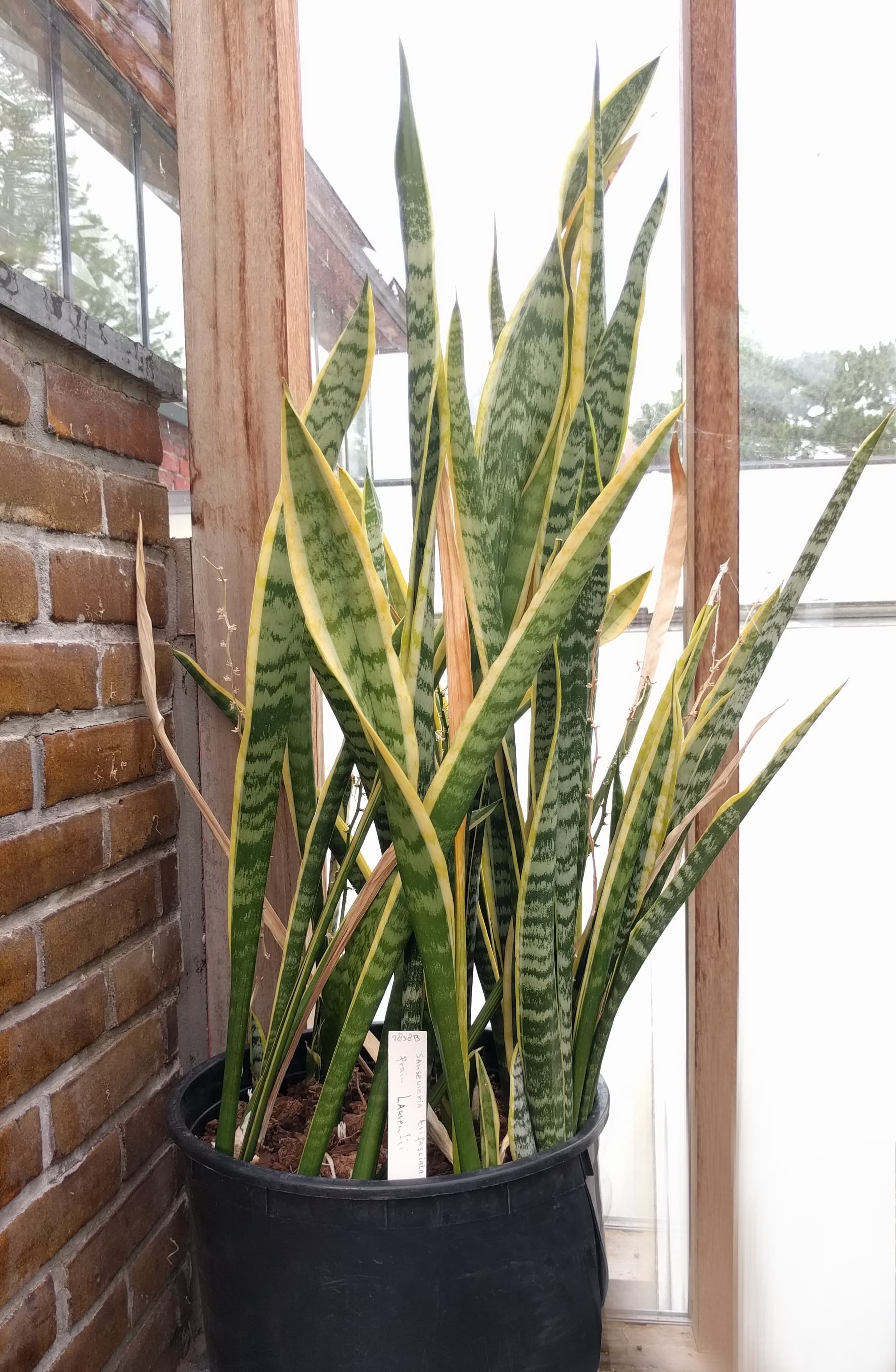 Gallery, Snake Plant