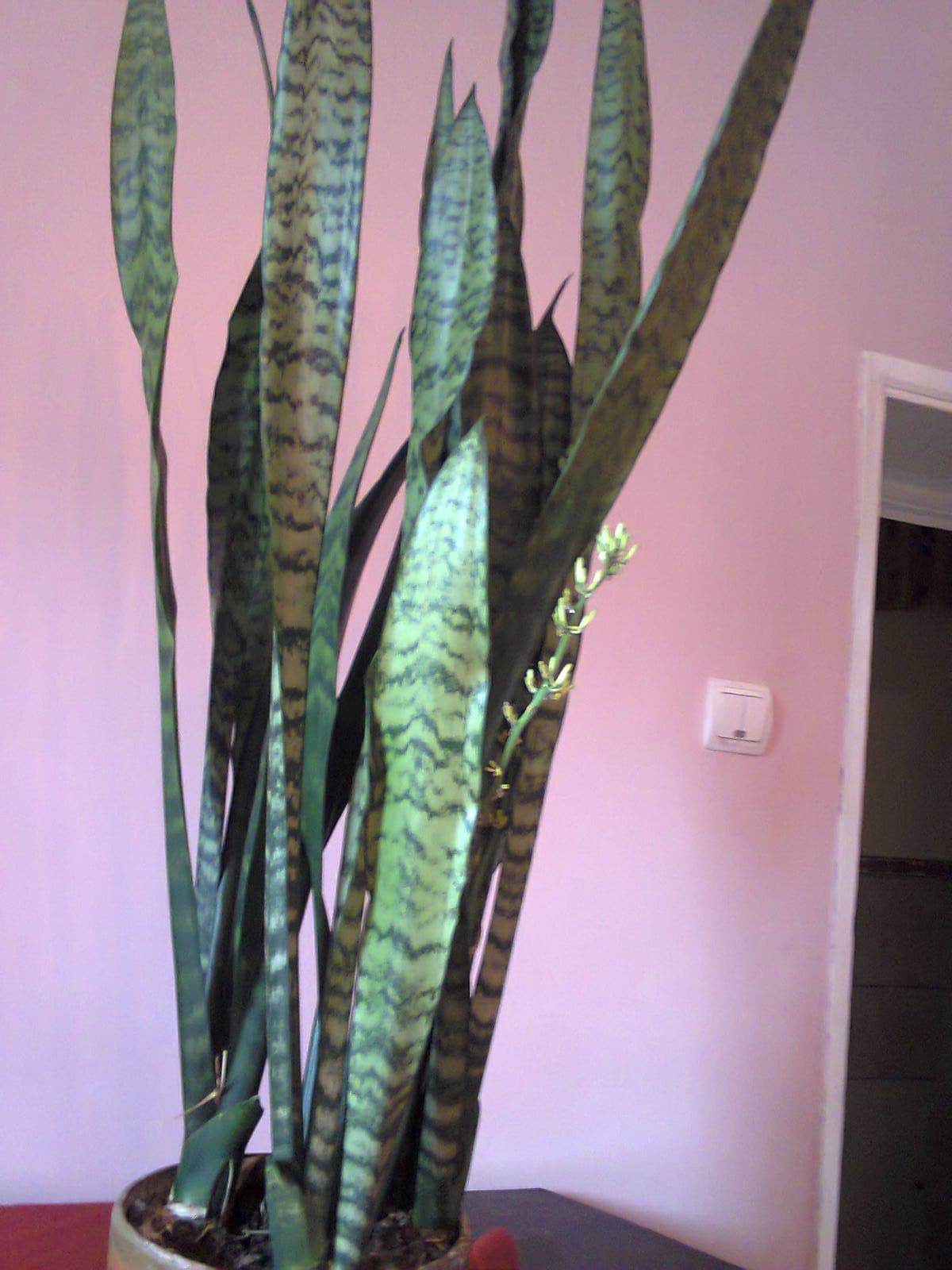 Gallery, Snake Plant