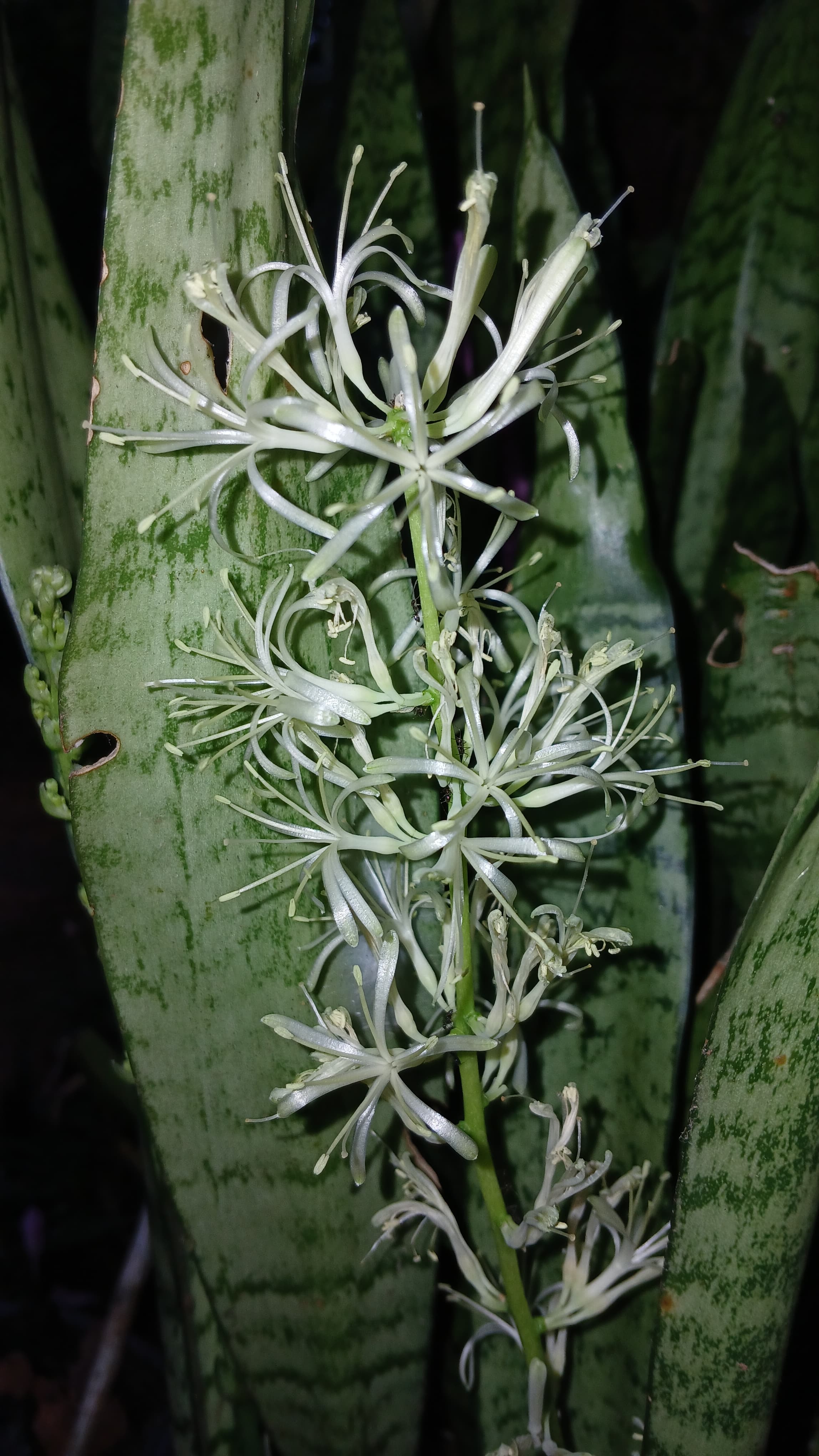 Botanical illustration of Snake Plant