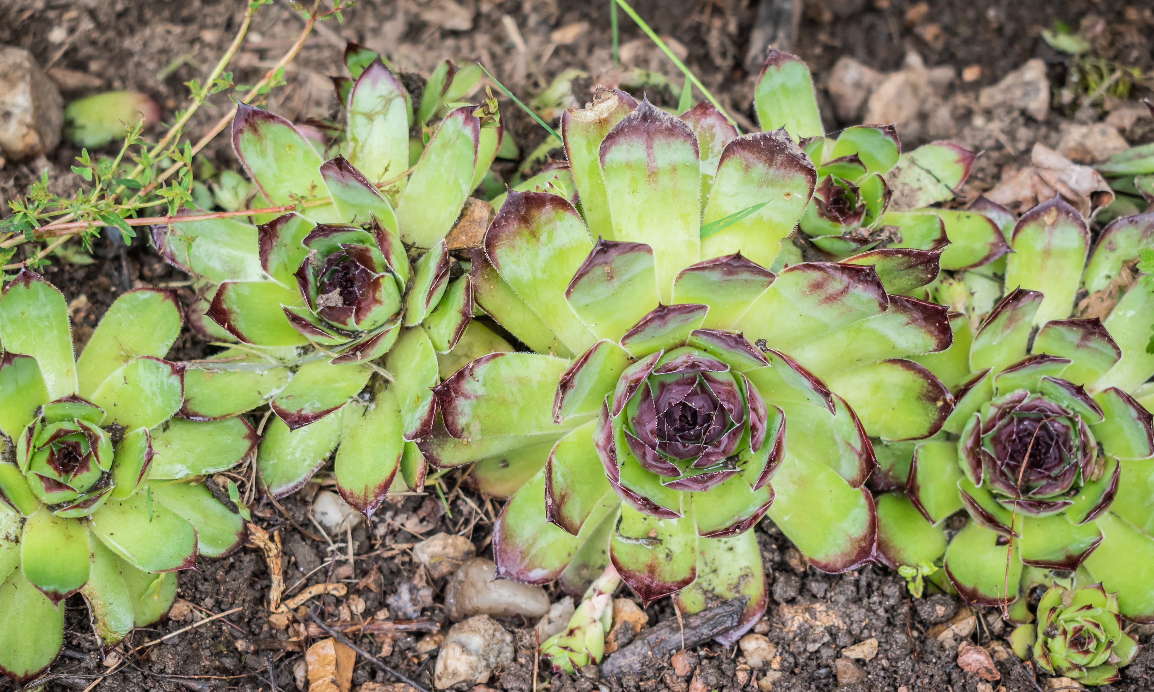 Gallery, Common Houseleek