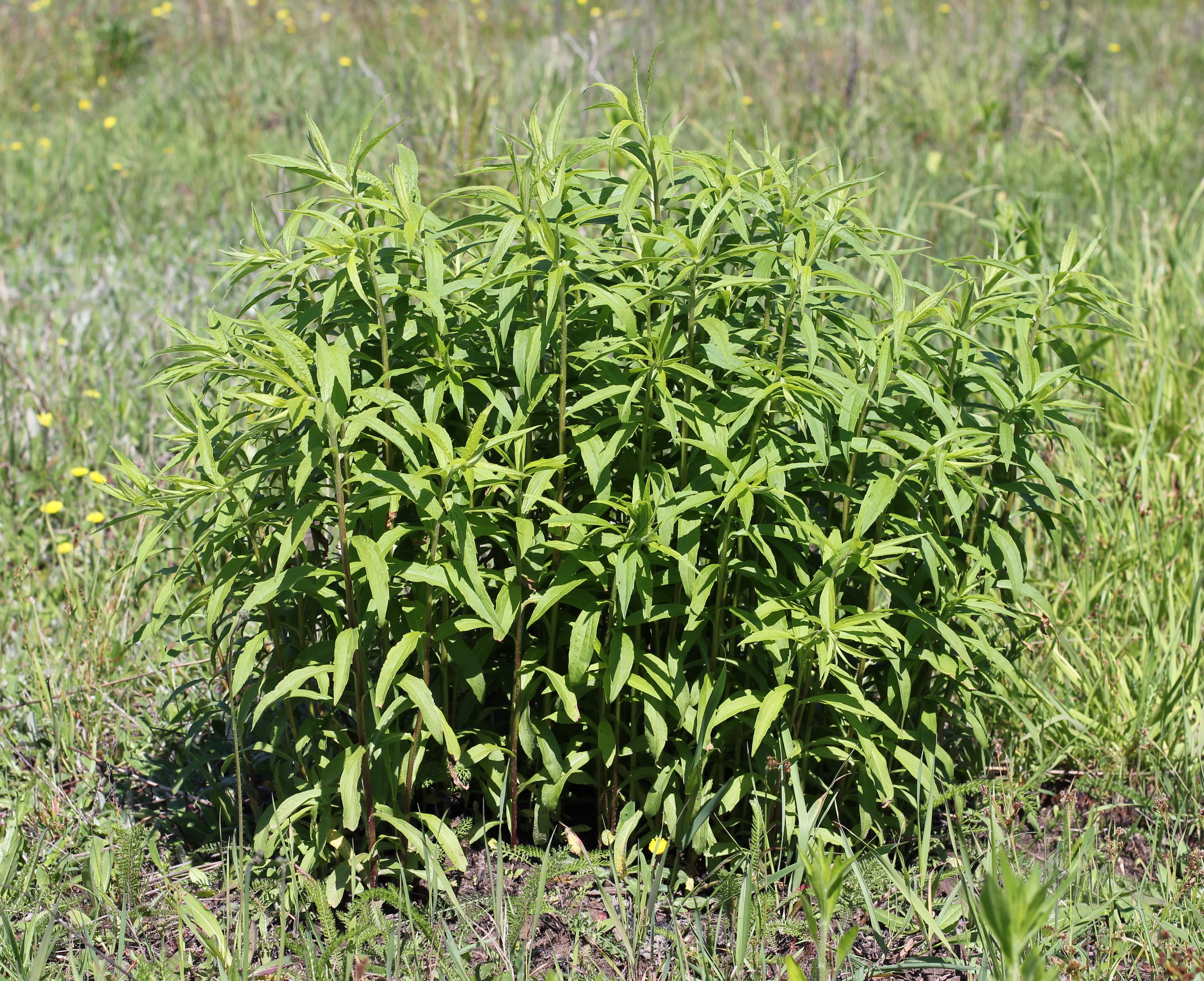 Gallery, Canada Goldenrod