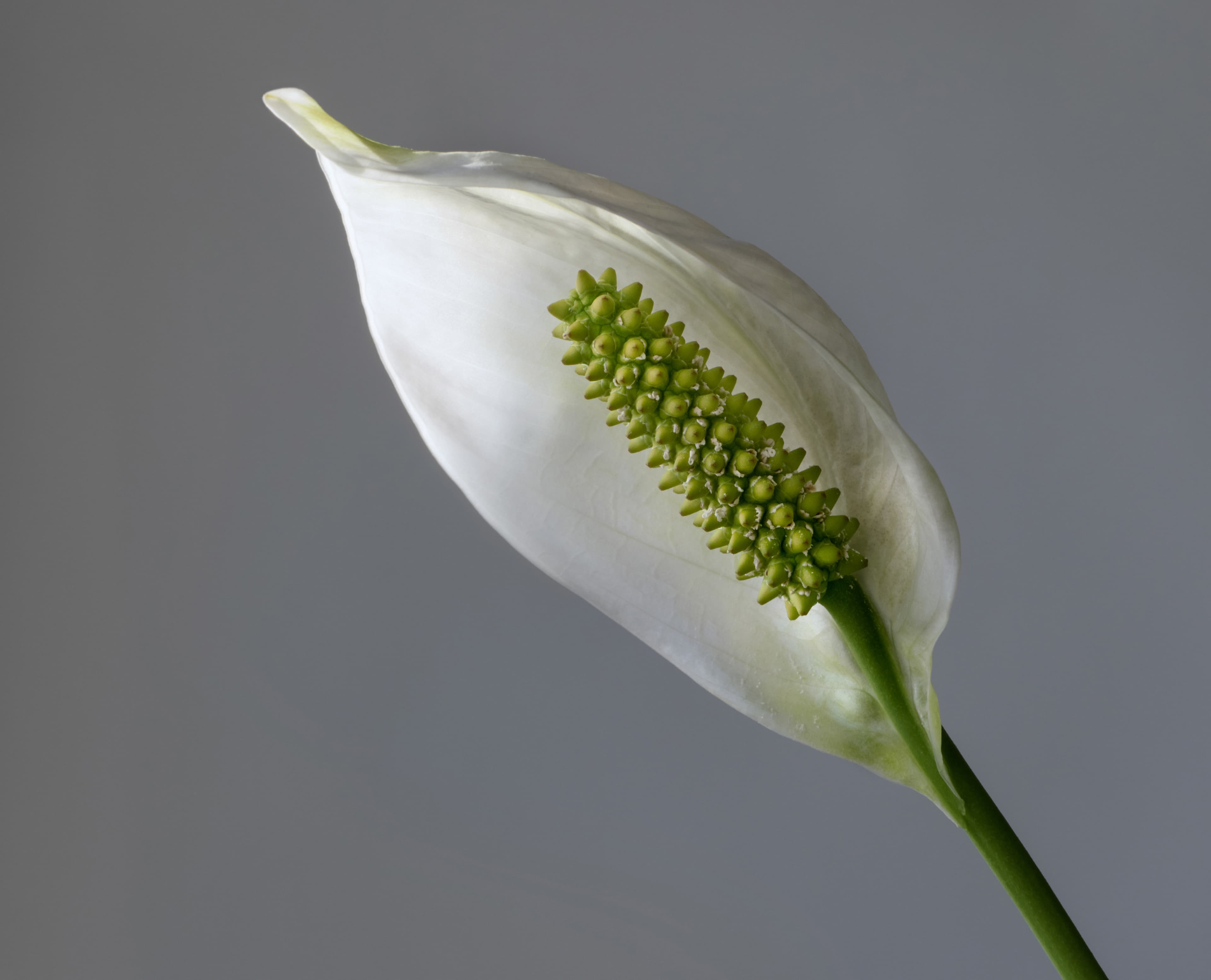 Botanical illustration of Peace Lily