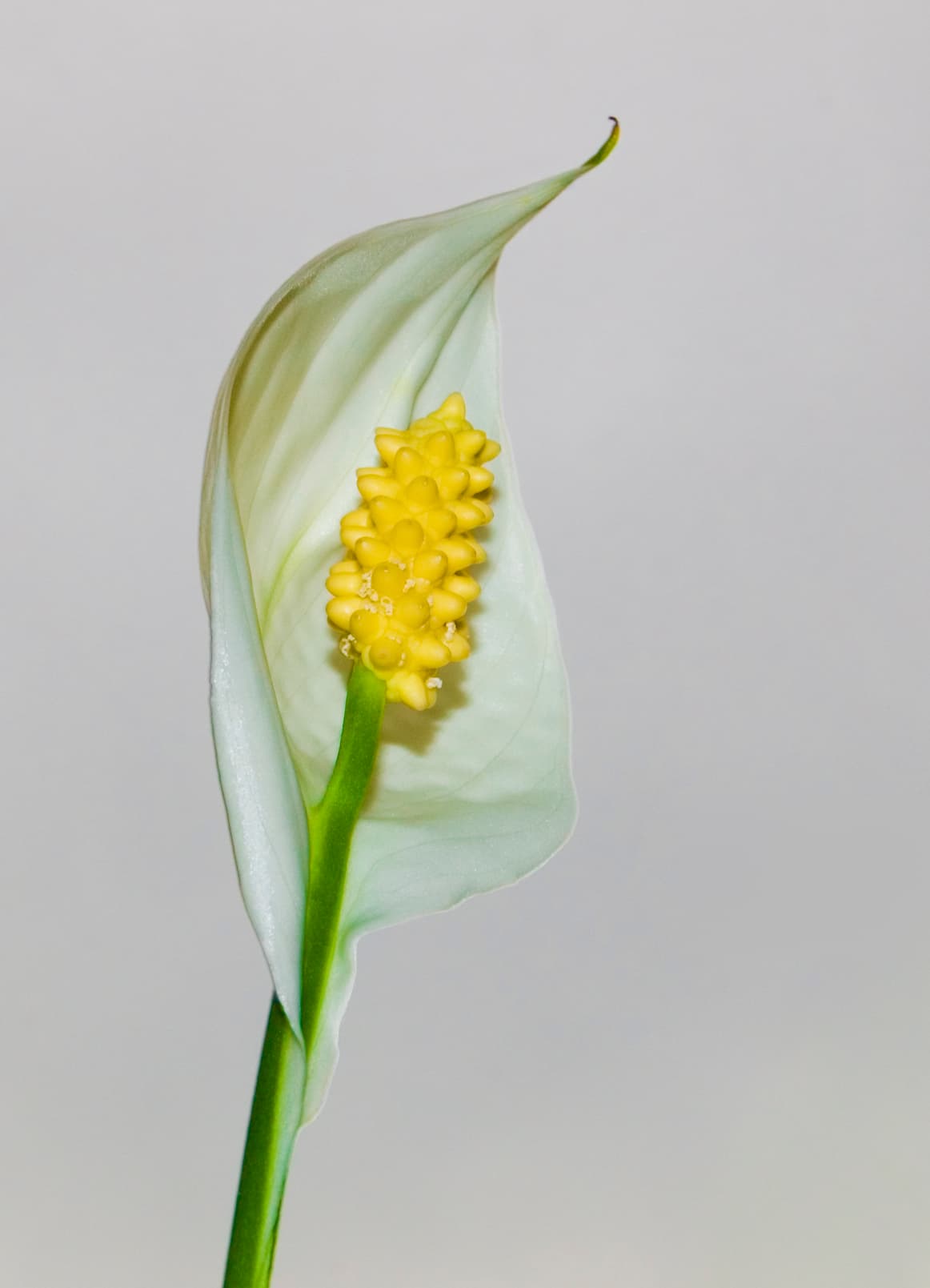 Gallery, Peace Lily