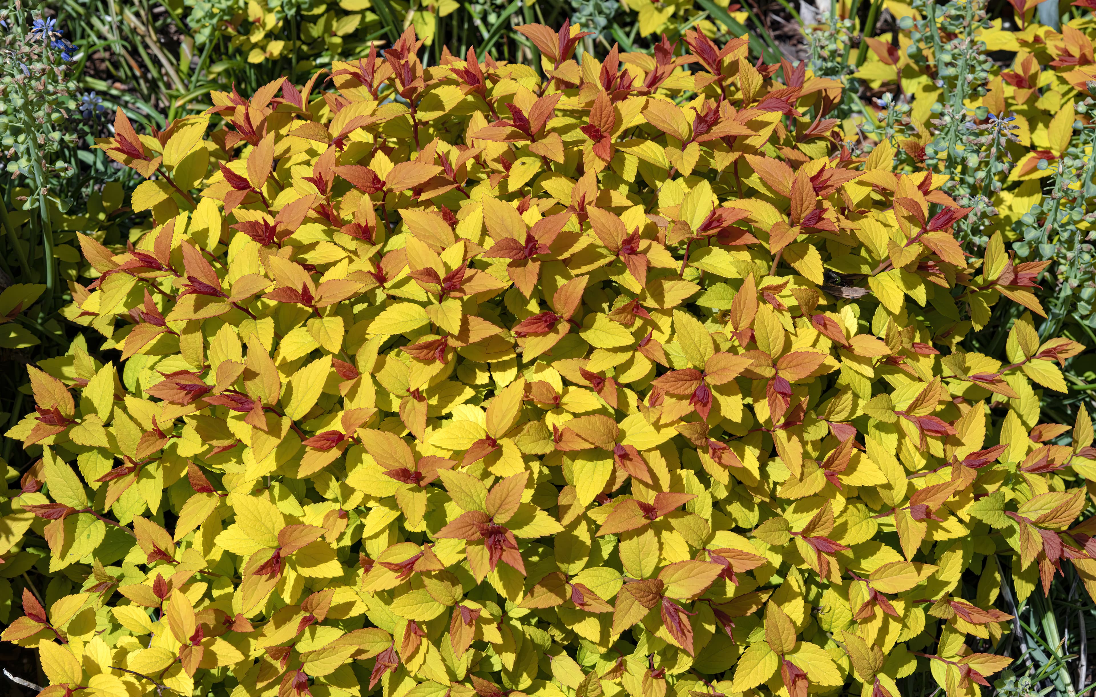 Bloom, Japanese Meadowsweet