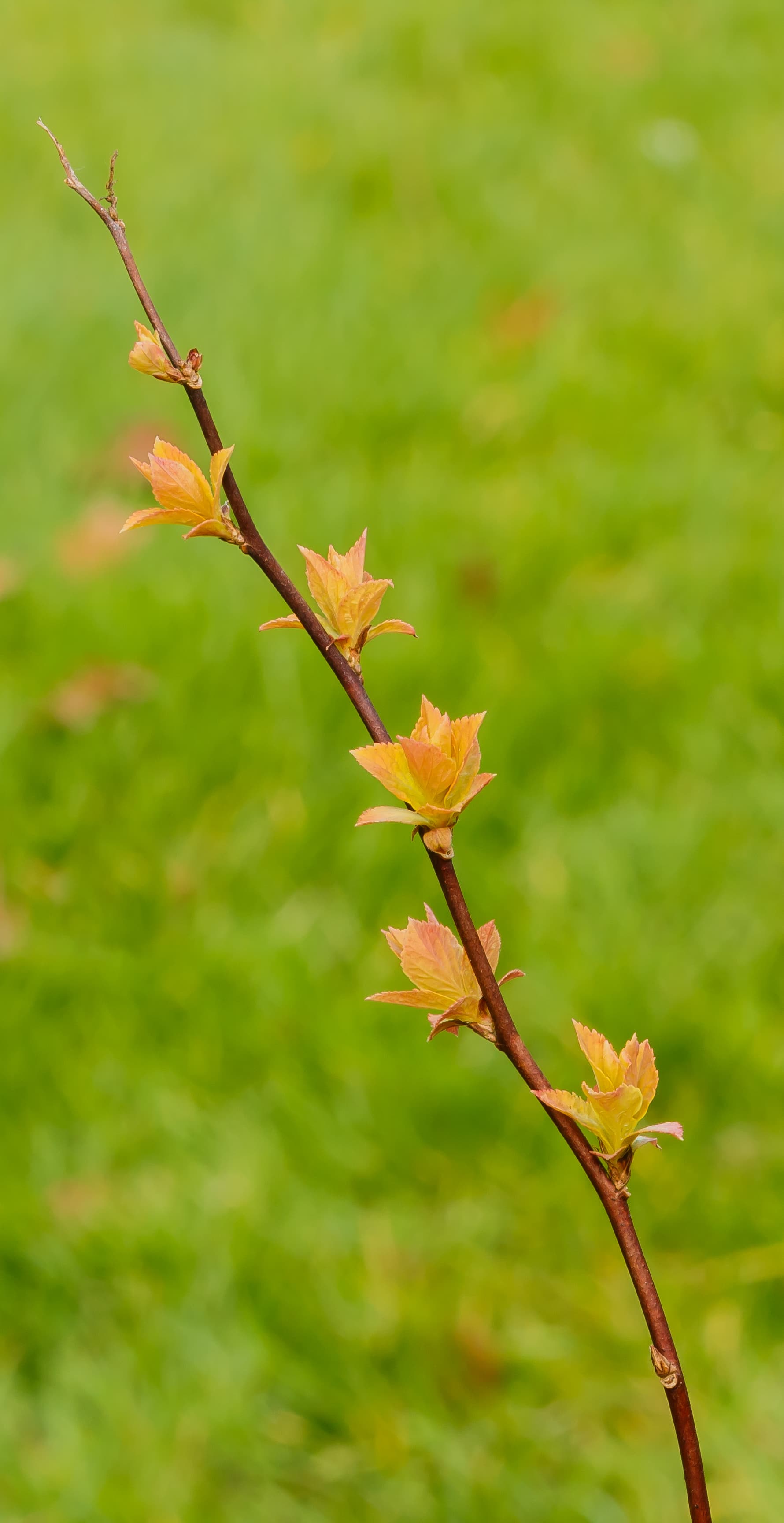 Gallery, Japanese Meadowsweet