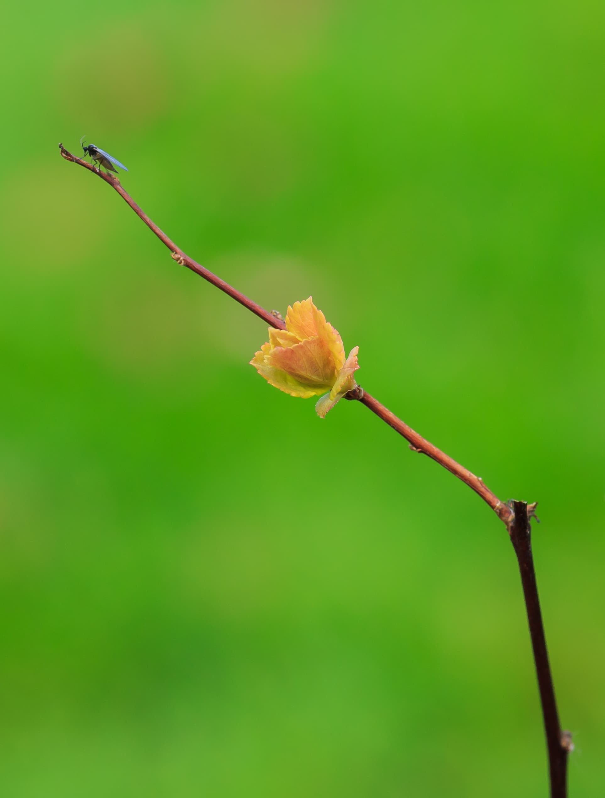 Gallery, Japanese Meadowsweet