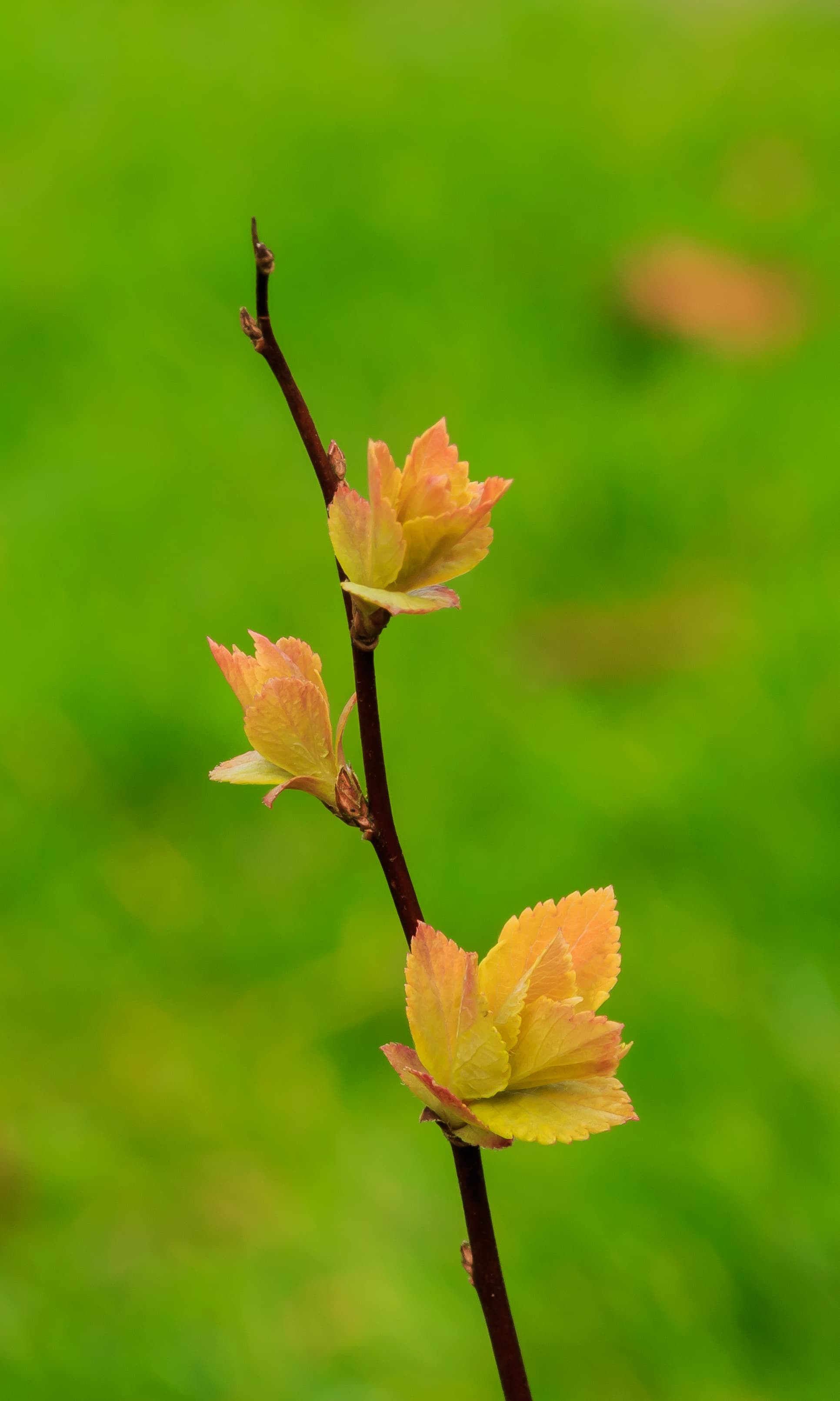 Illustration of Japanese Meadowsweet