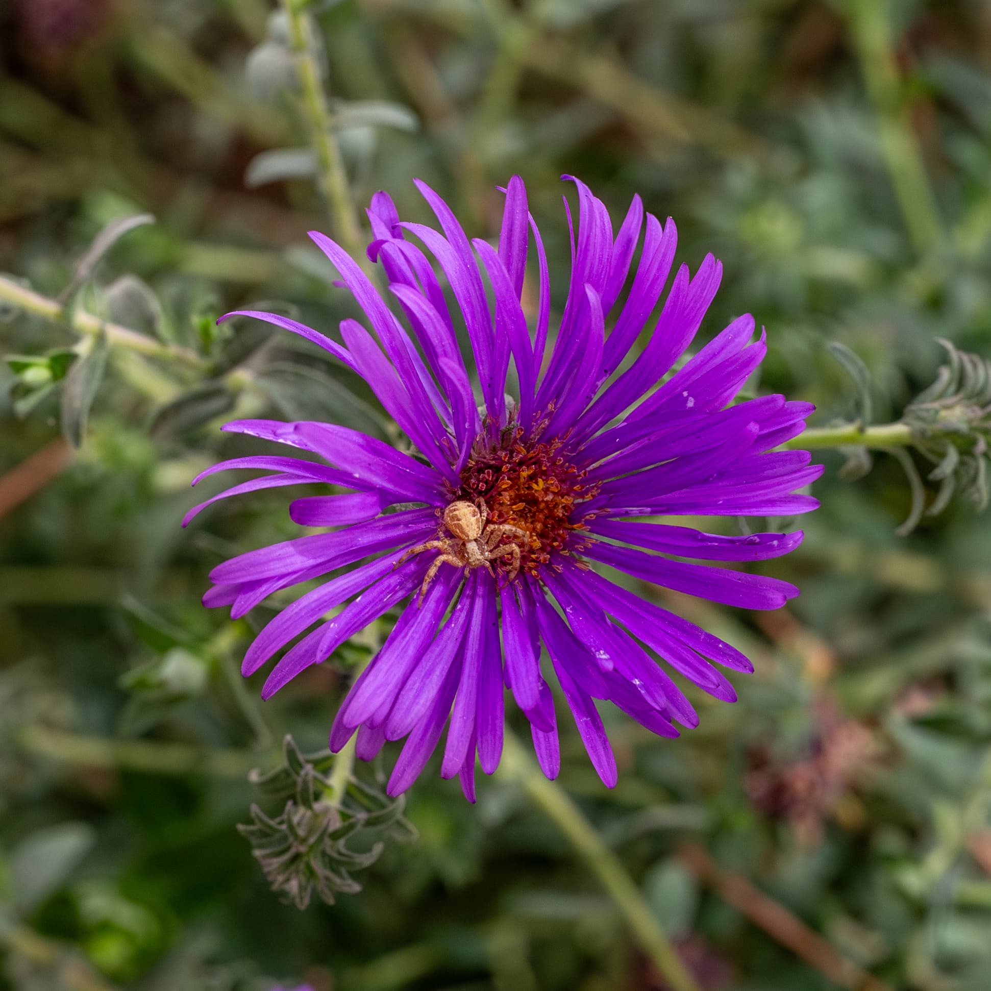 Bloom, New England Aster