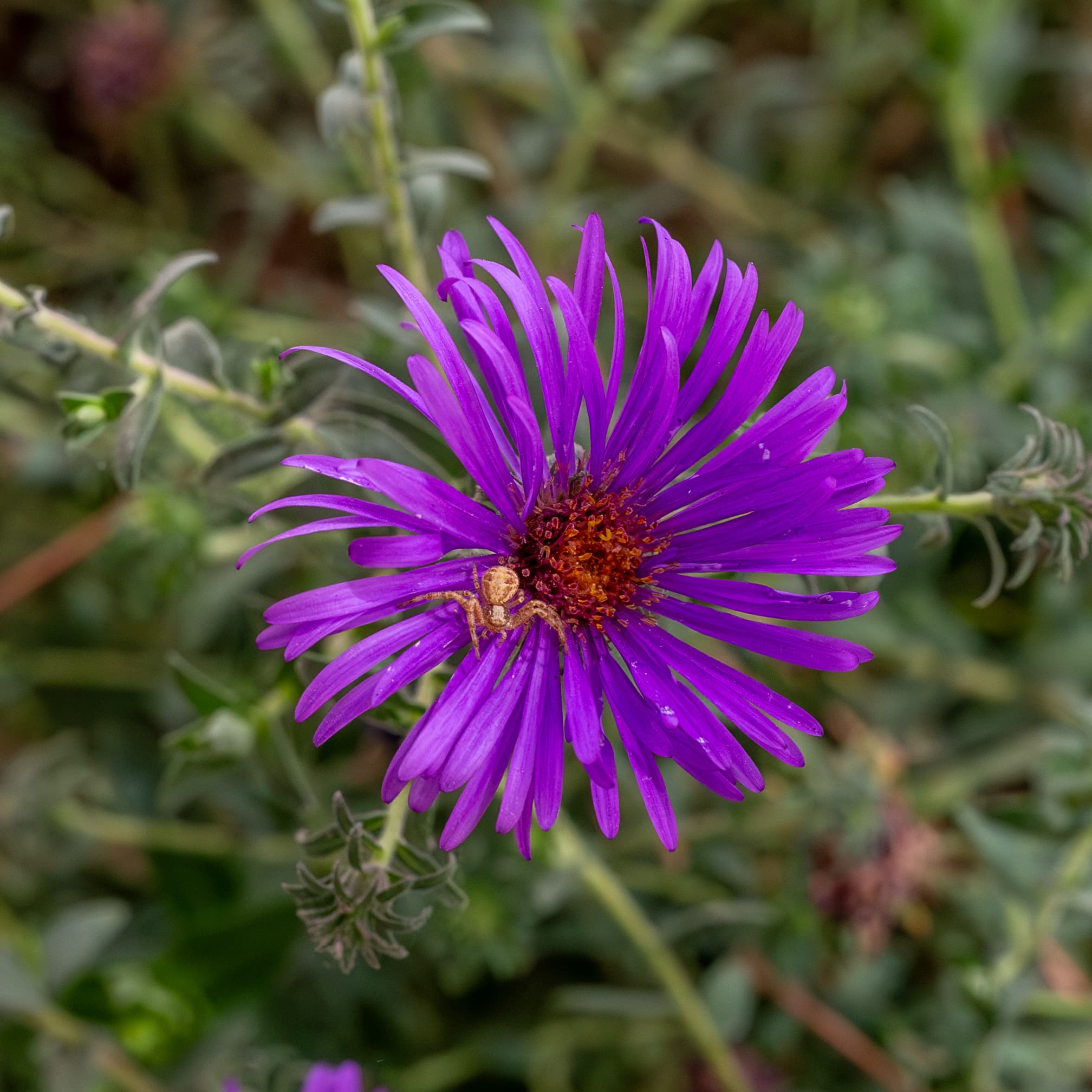 Gallery, New England Aster